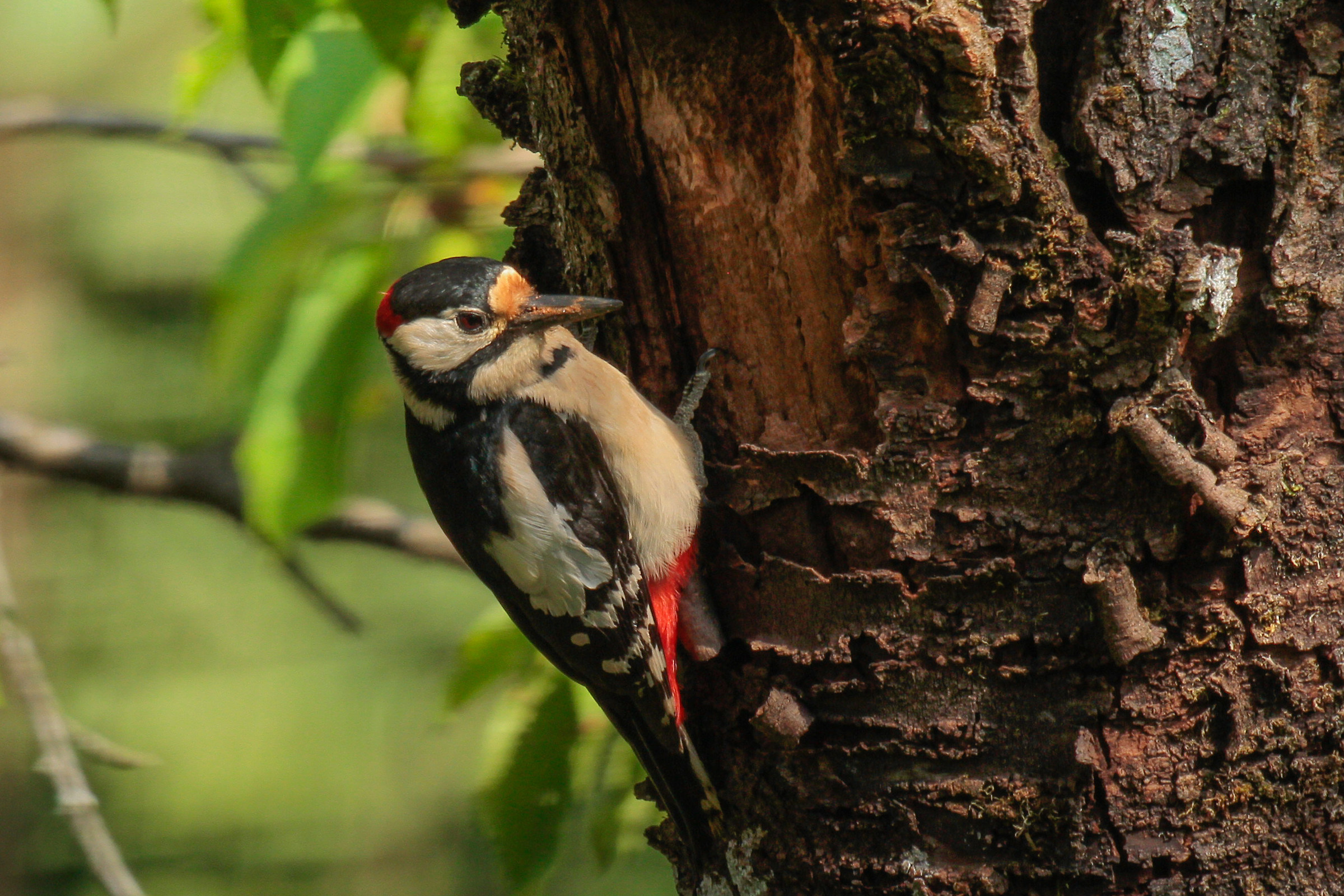 woodpecker
