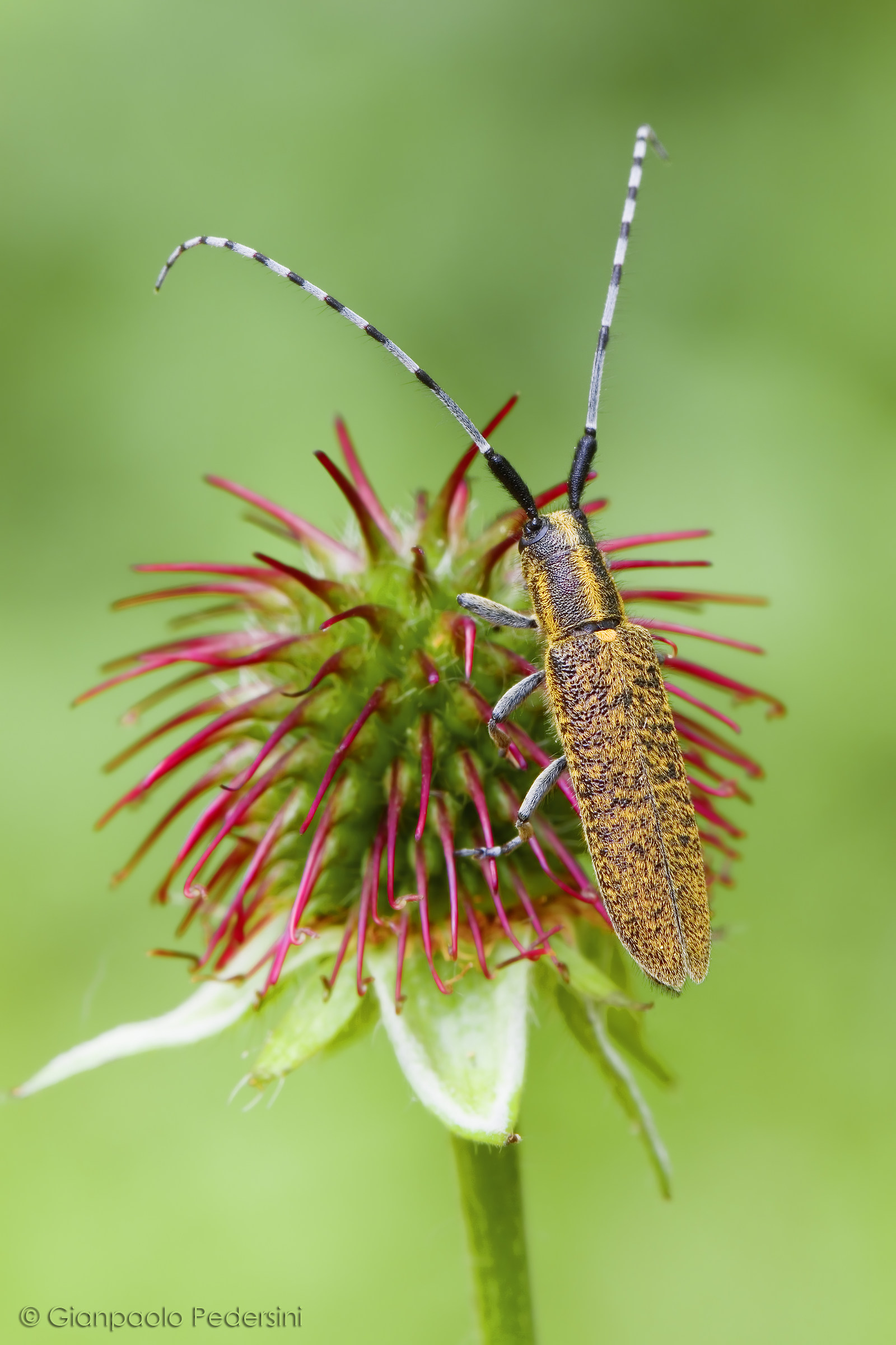 Agapanthia villosoviridescens
