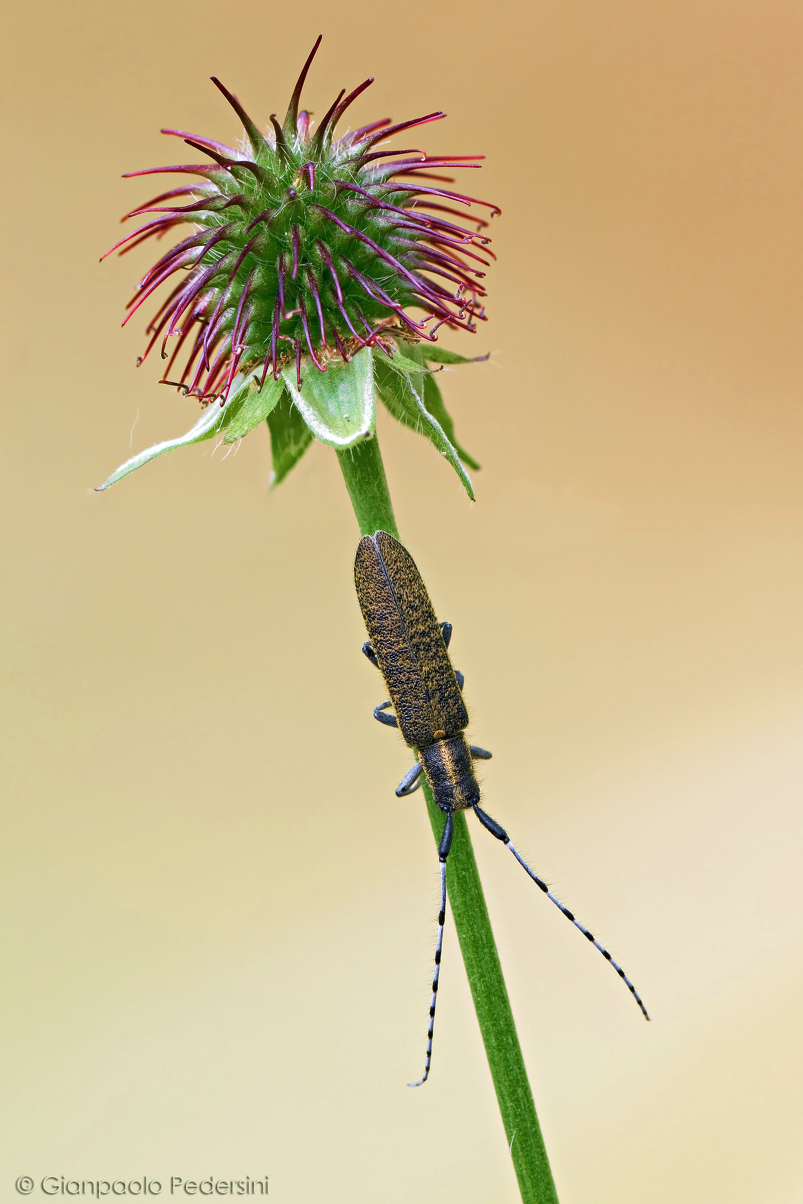 Agapanthia villosoviridescens II