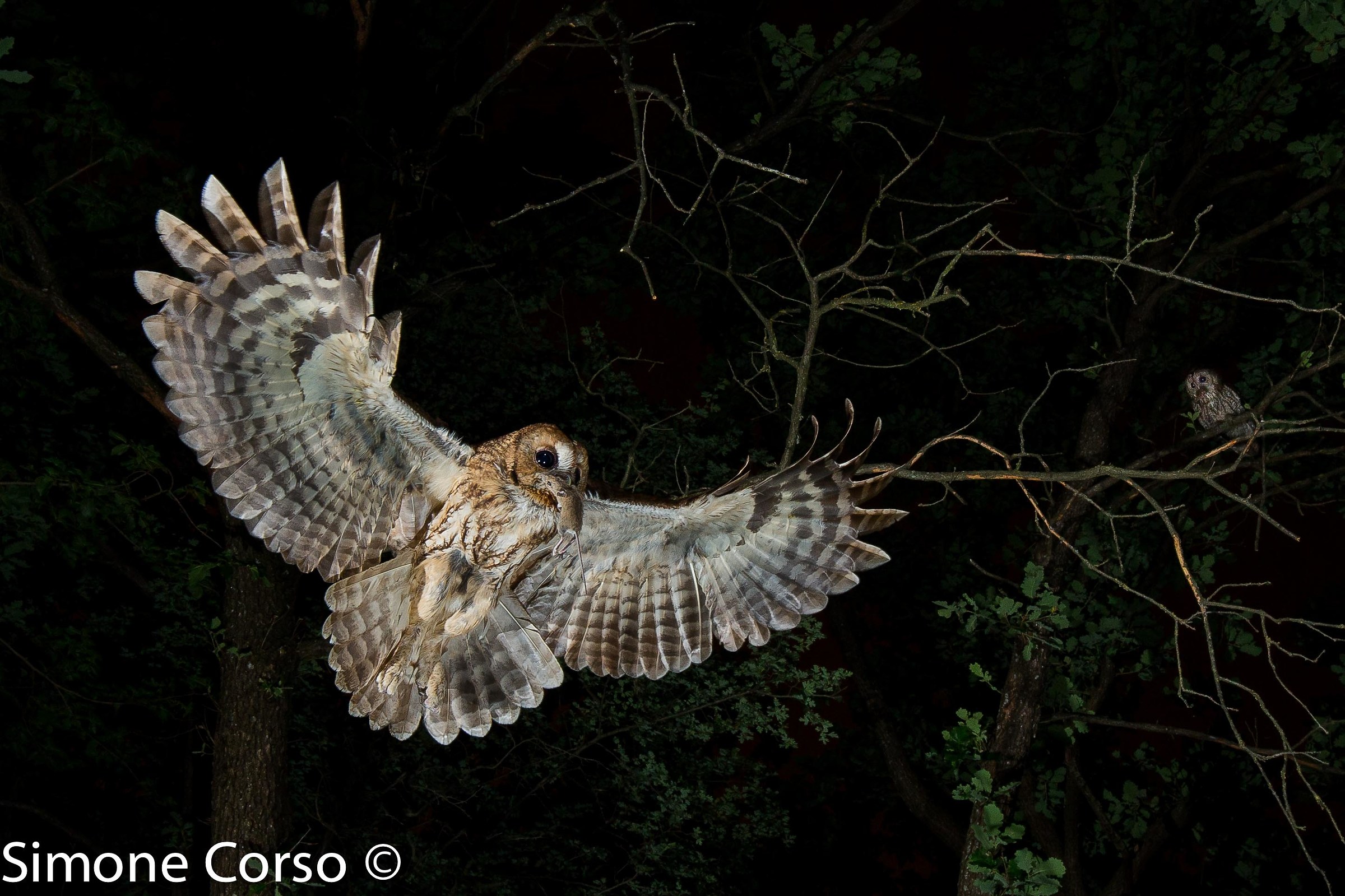 Tawny owl with prey for his chicks