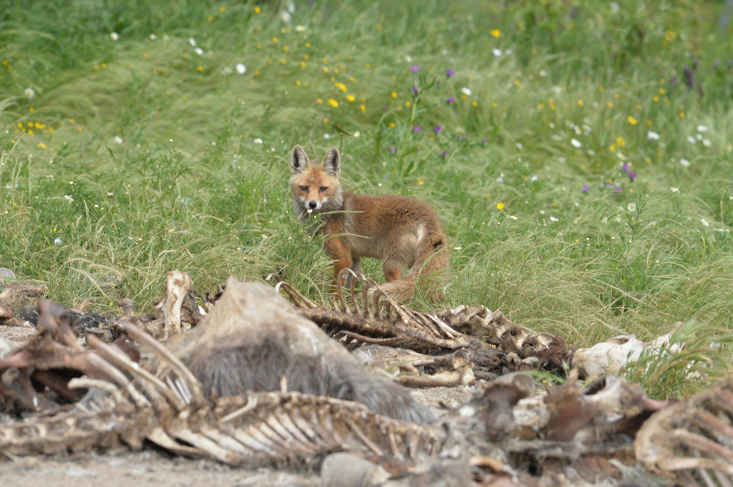 Fox and carcasses