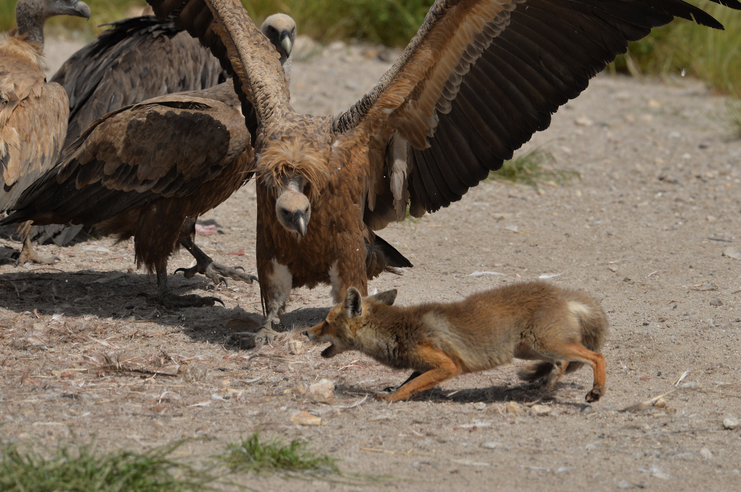 The fox and griffins