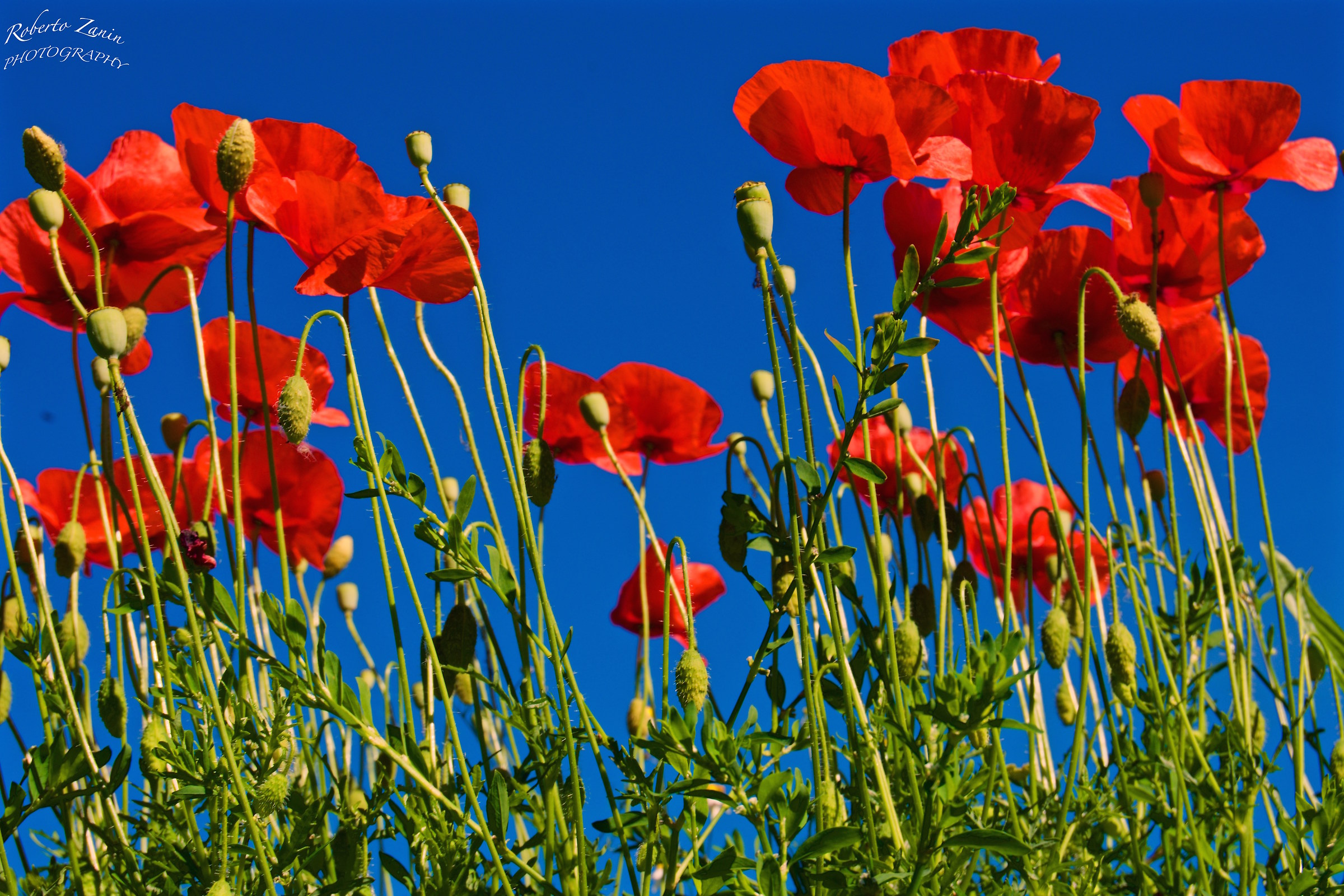 still Papaveriiiiiiiii