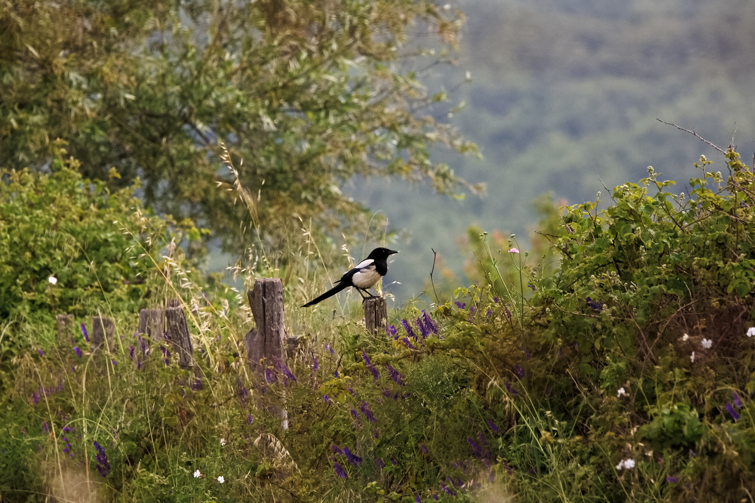 Magpie (Pica pica)