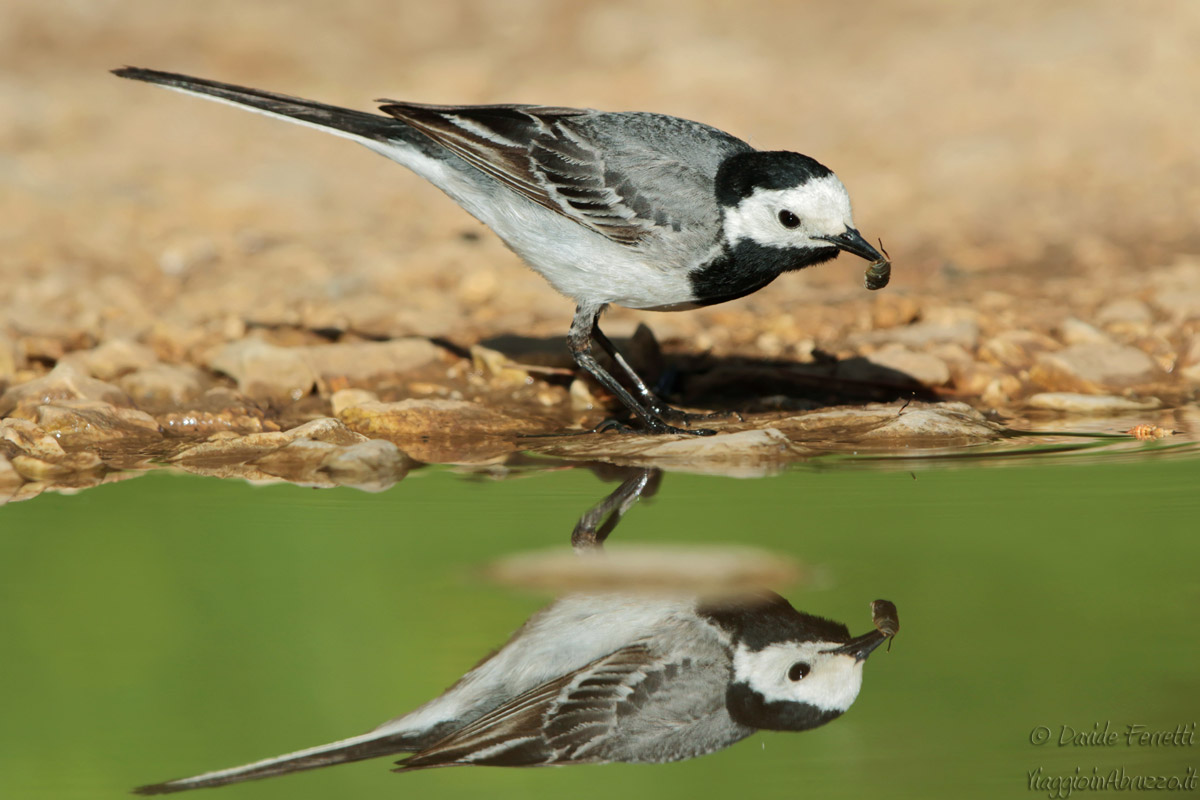 The dancer and the gadfly