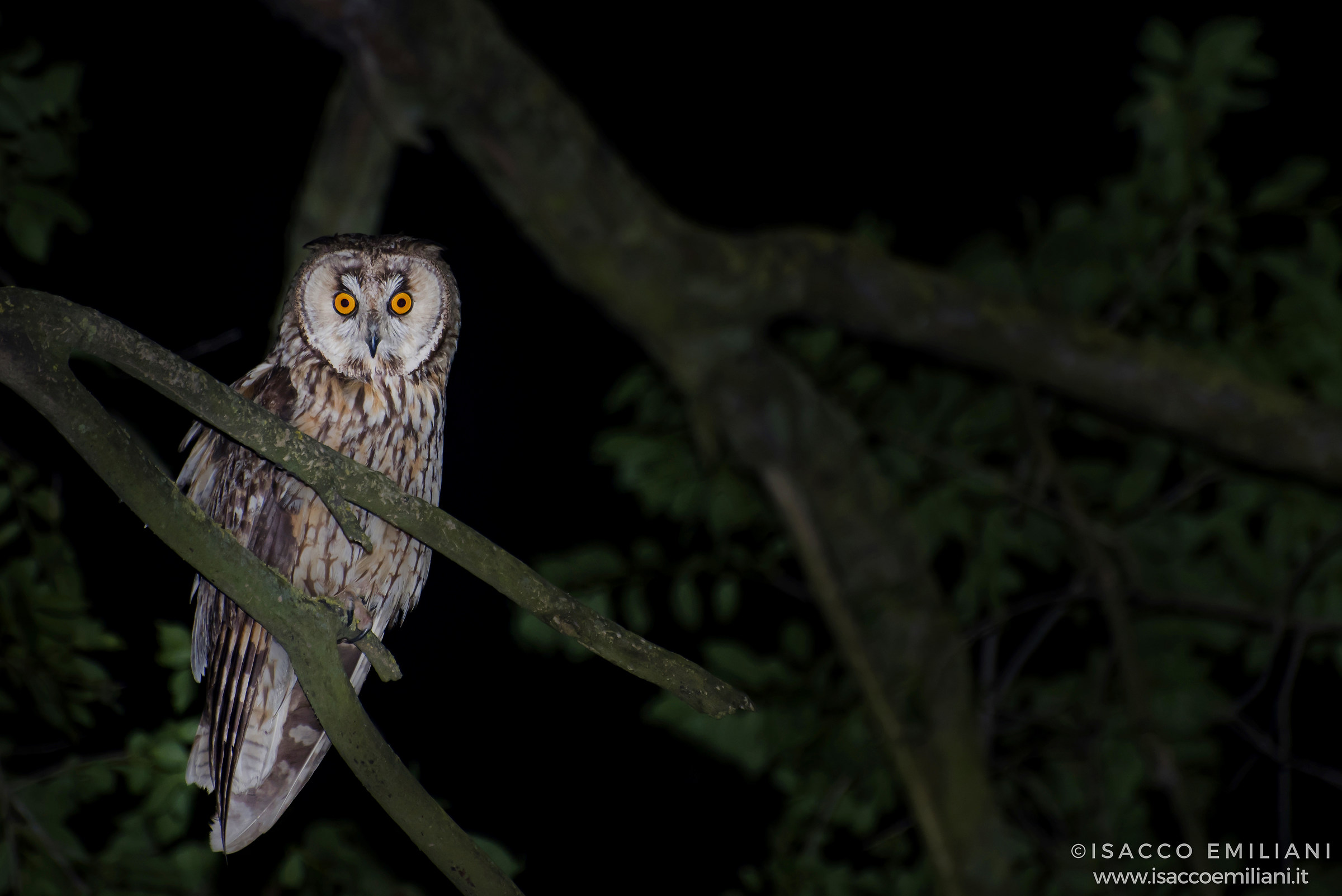 Gufo comune - Long eared owl - Asio otus