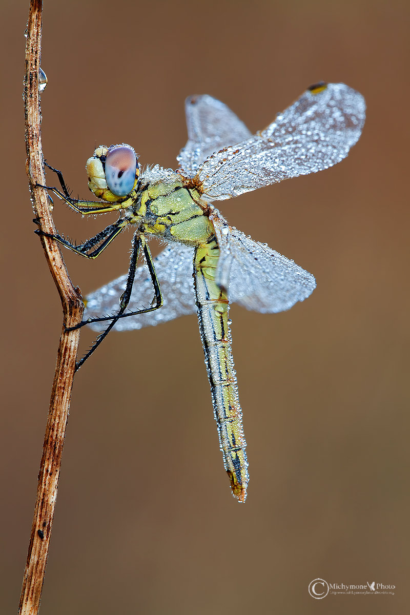 Sympetrum fonscolombii (Selys-Longchamps, 1776)