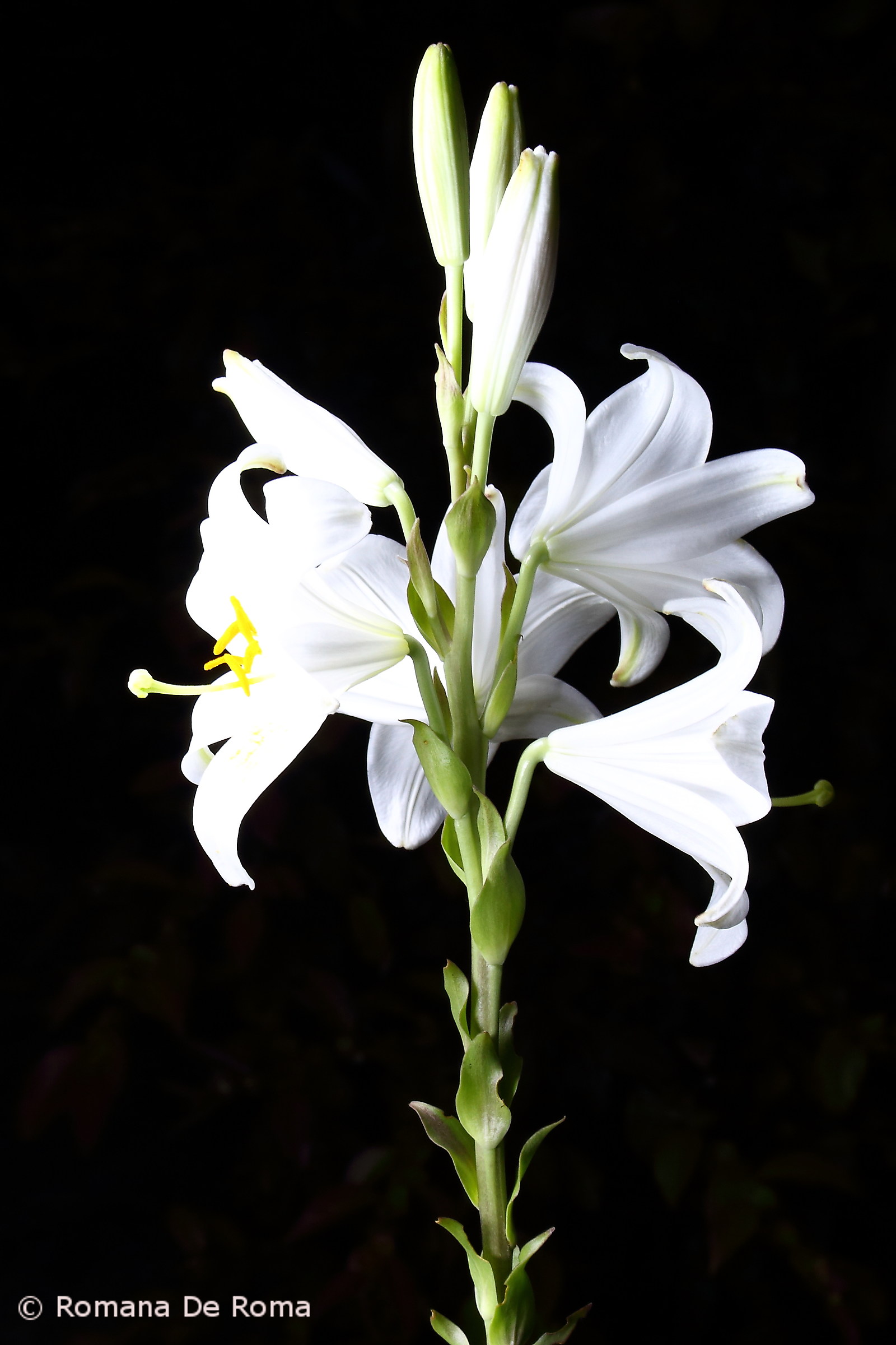 The lily means, "I dare you to love me."