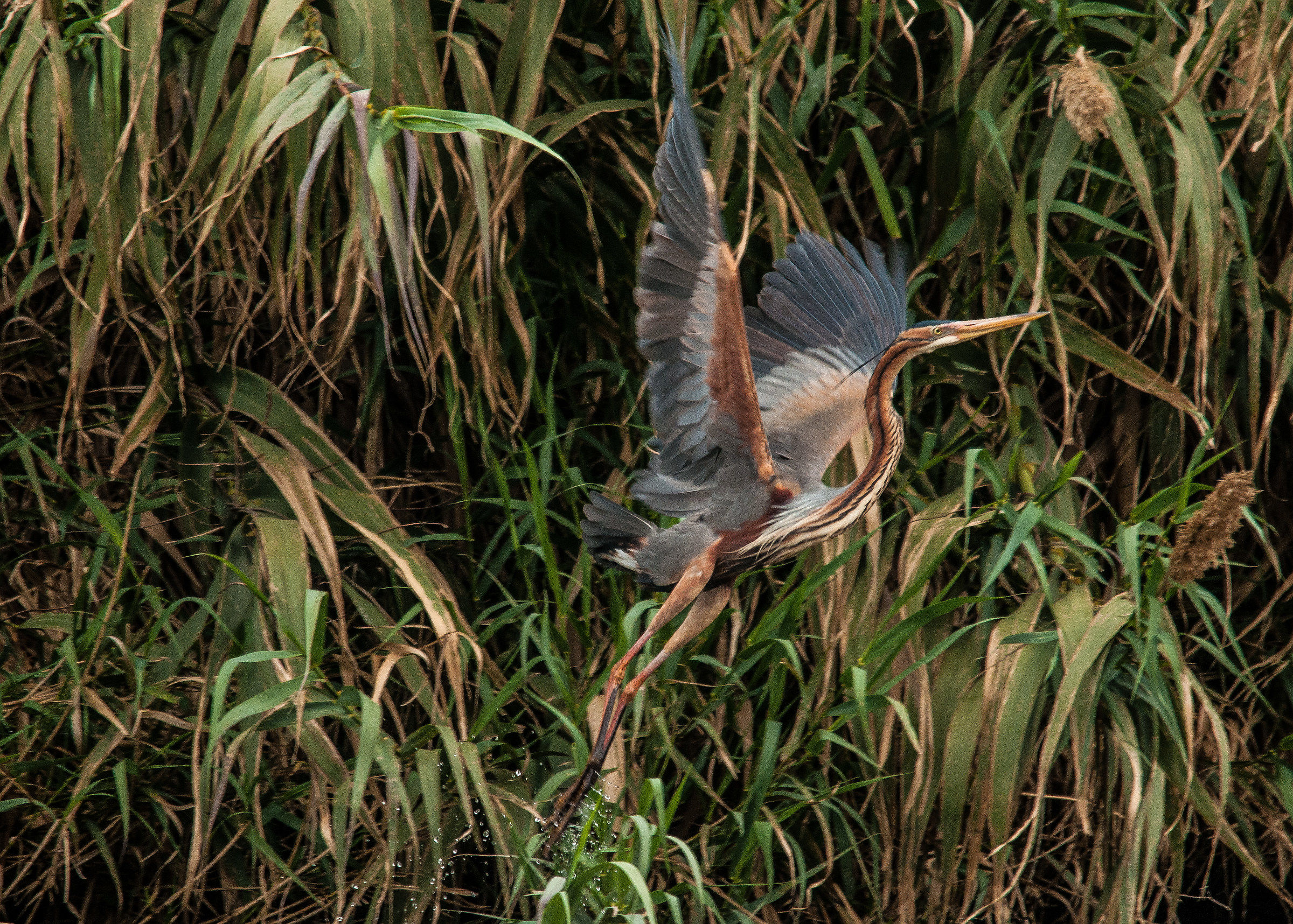 airone rosso - Oasi del Nervia