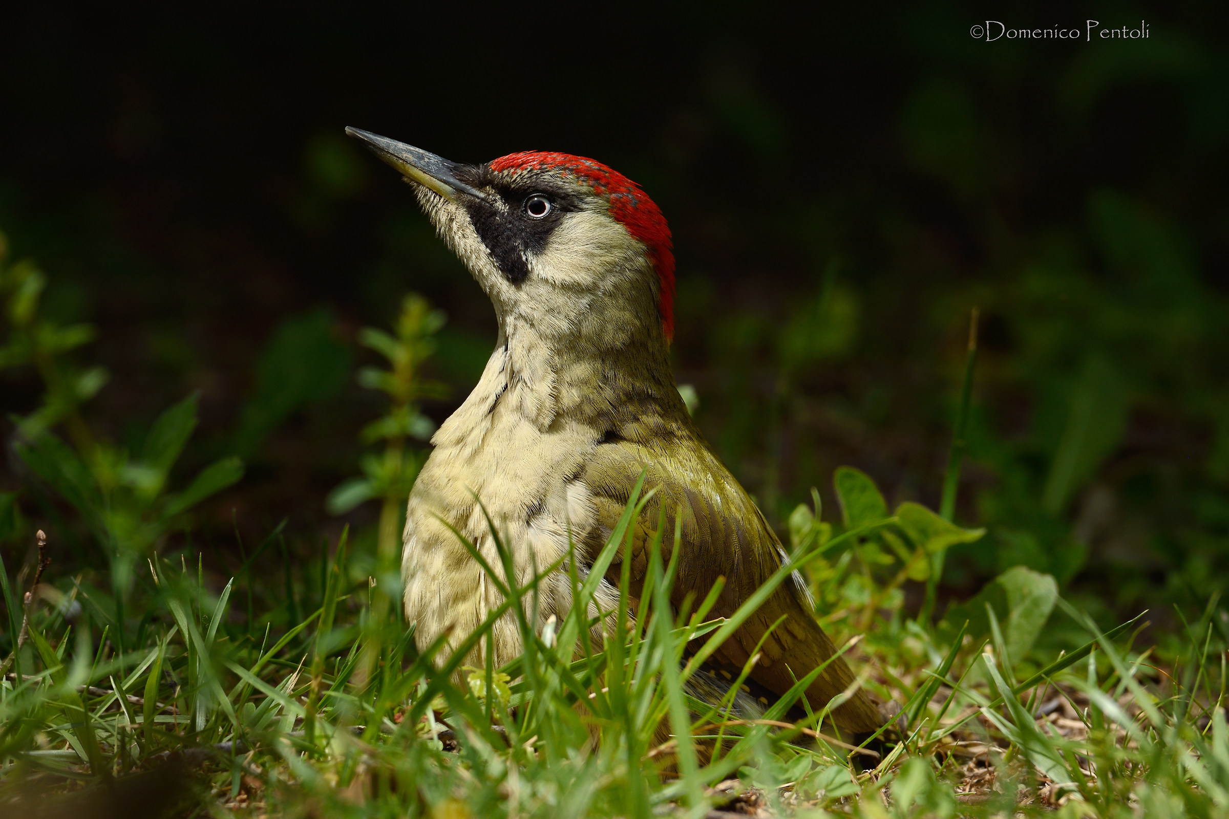 Picchio verde (femmina)