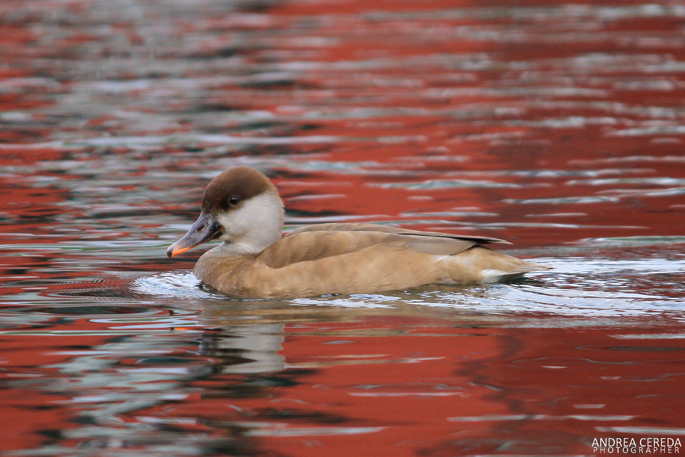 Netta rufina - Fistione turco femmina