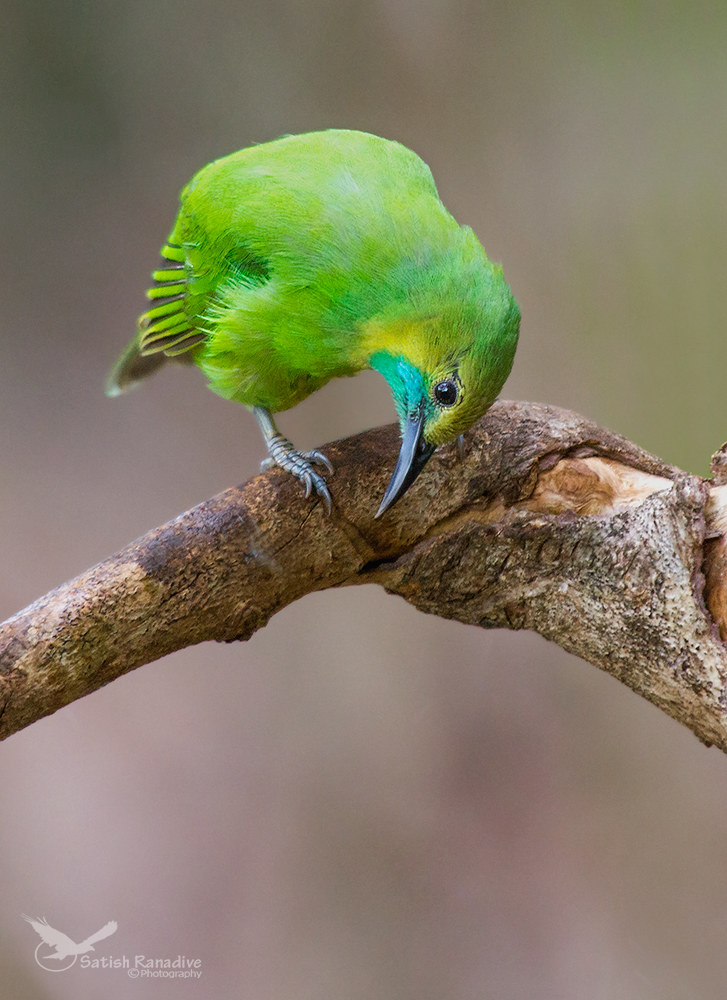 Jerdon's Leafbird, female.