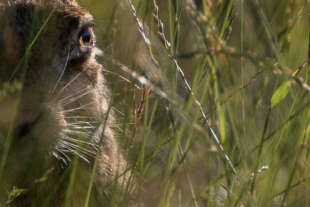 Look between the grass
