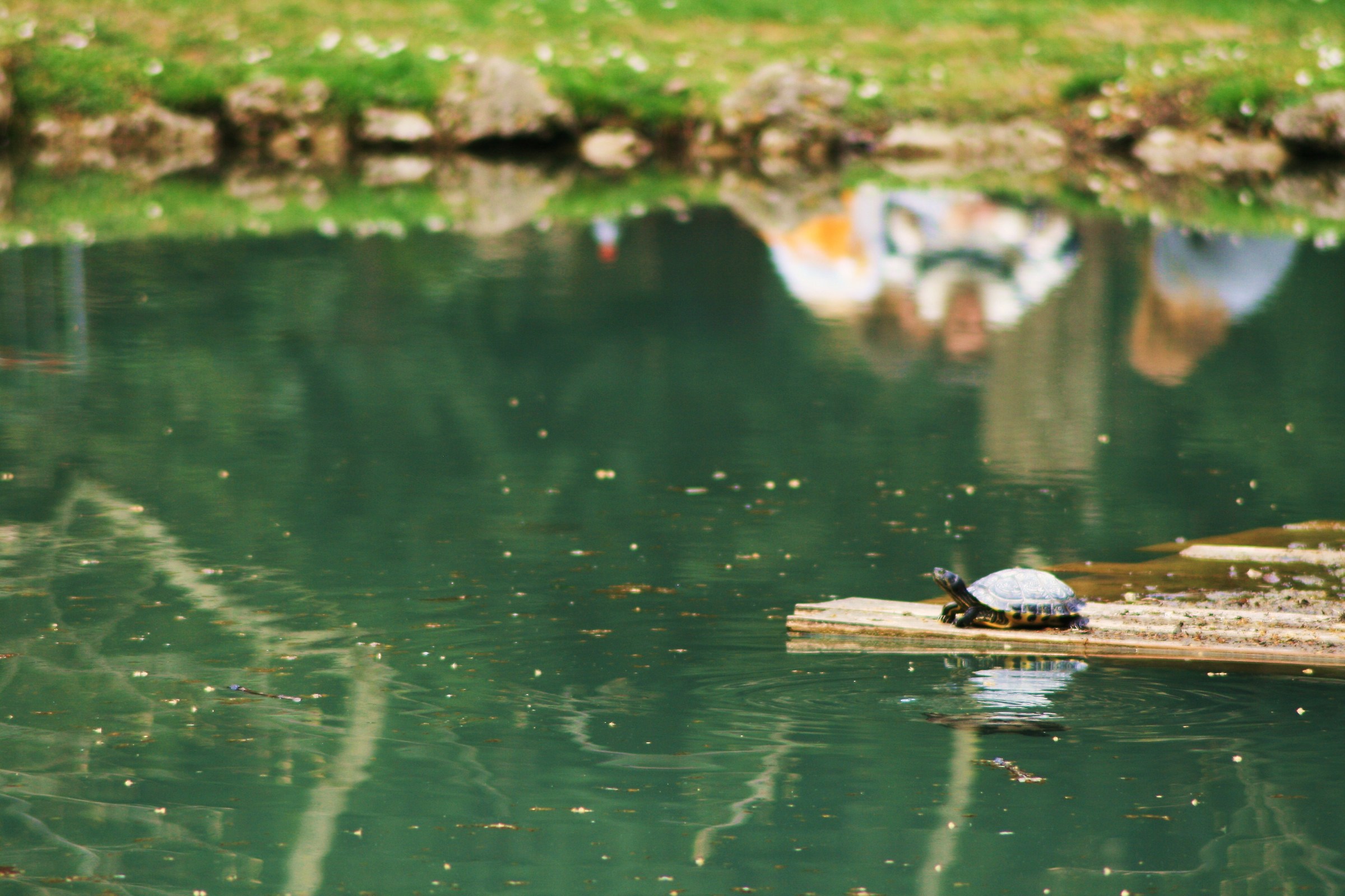 The Tortoise and the lake