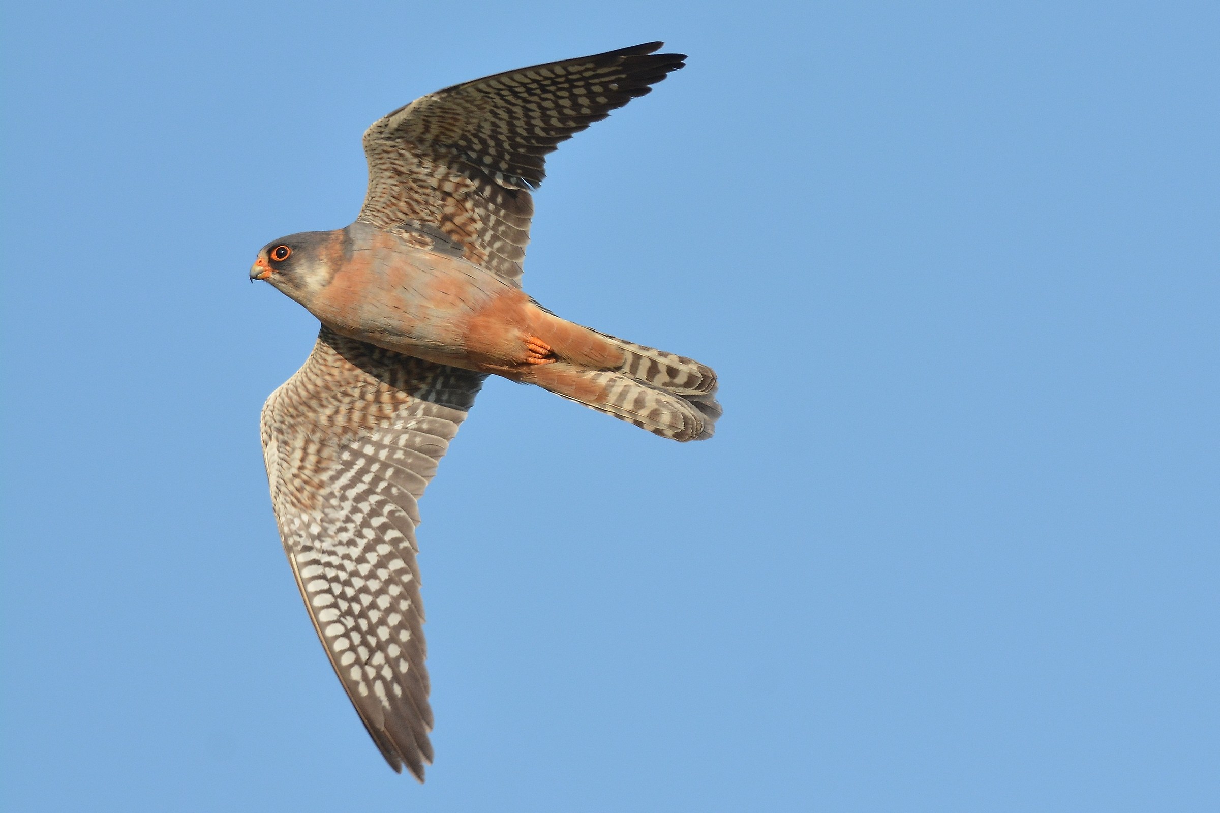 Red-footed falcon