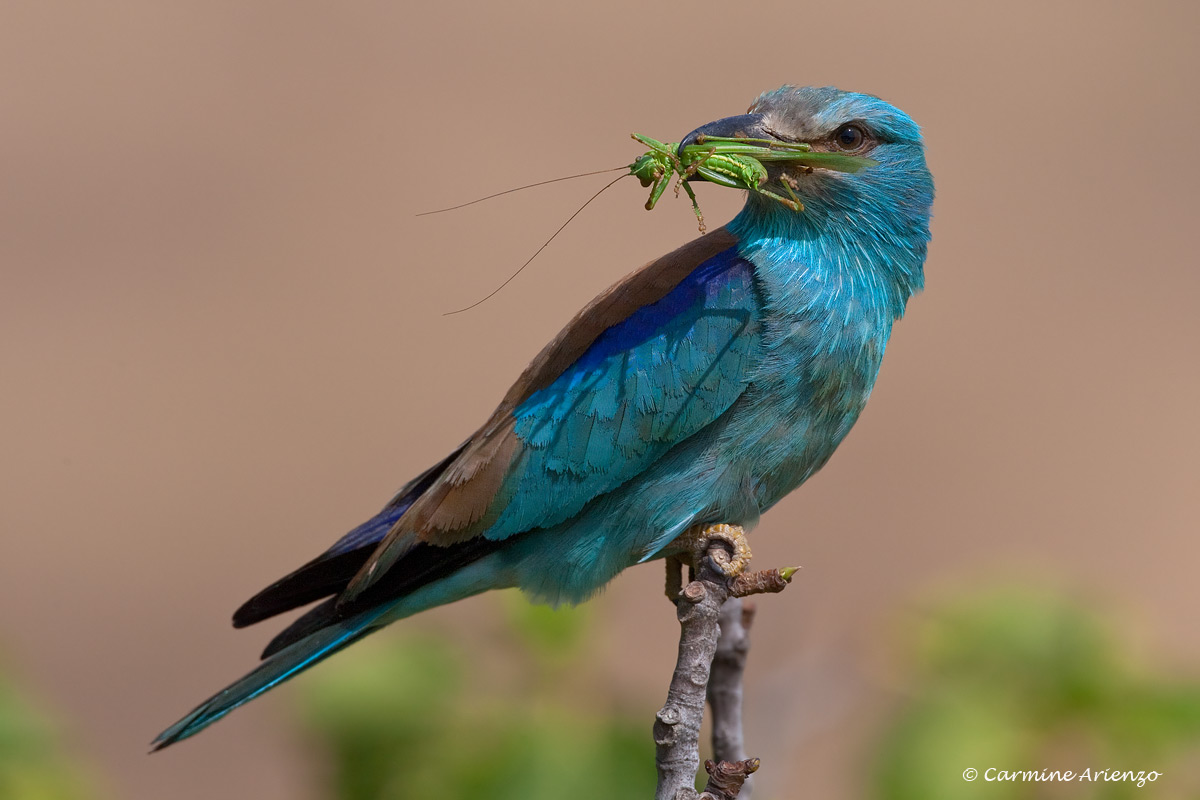 Ghiandaia marina con cavalletta