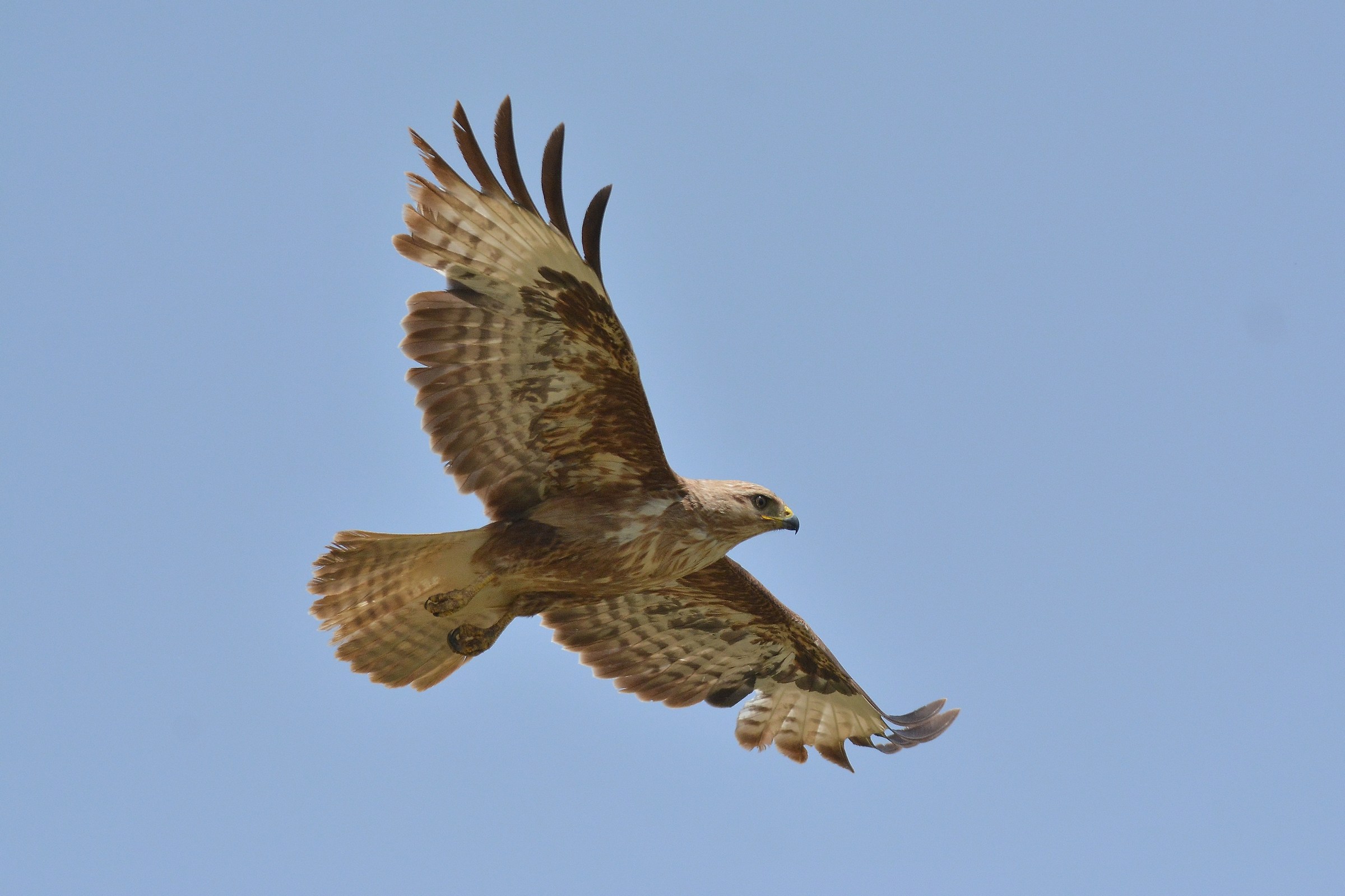 Buzzard