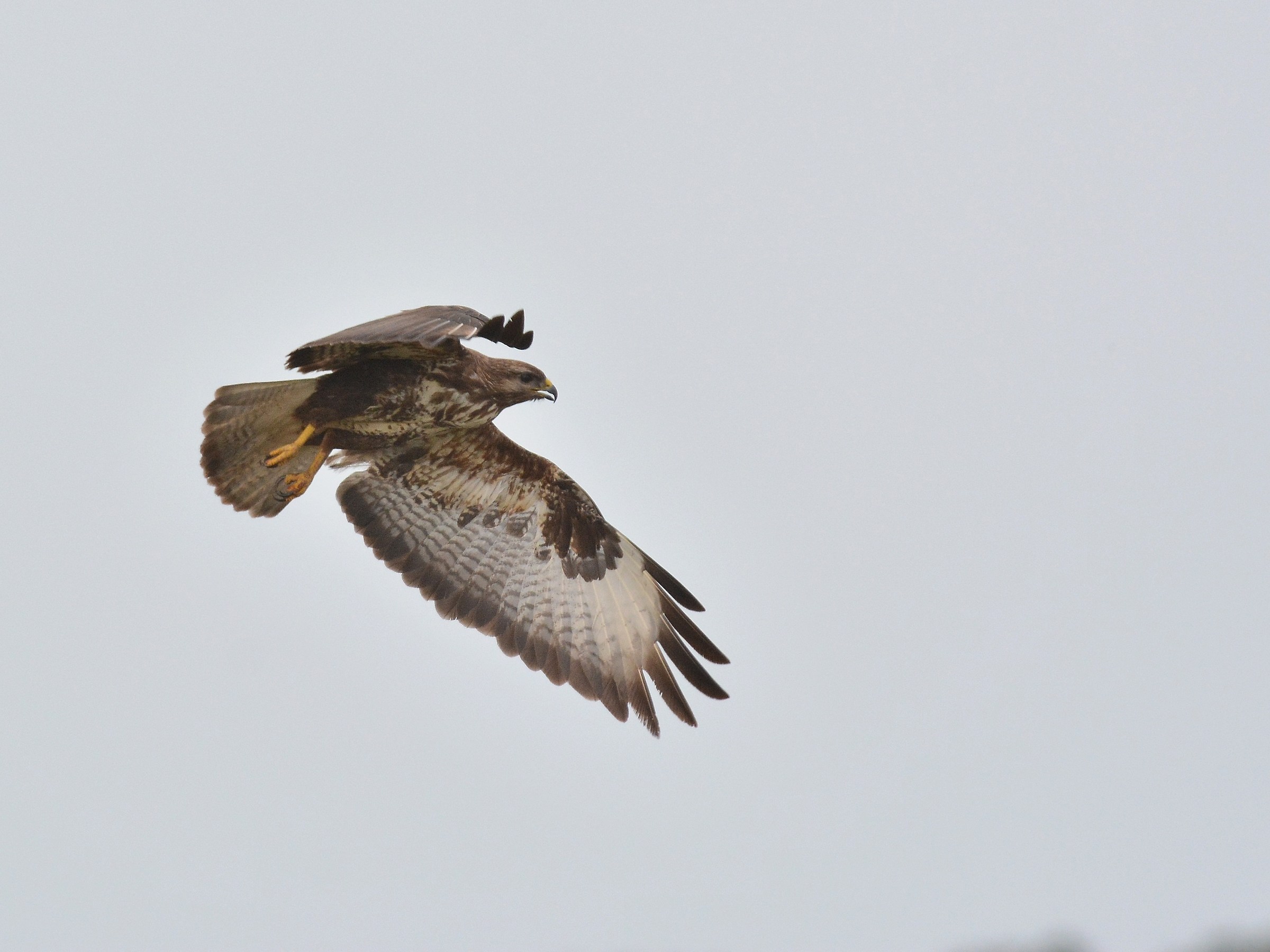 Buzzard