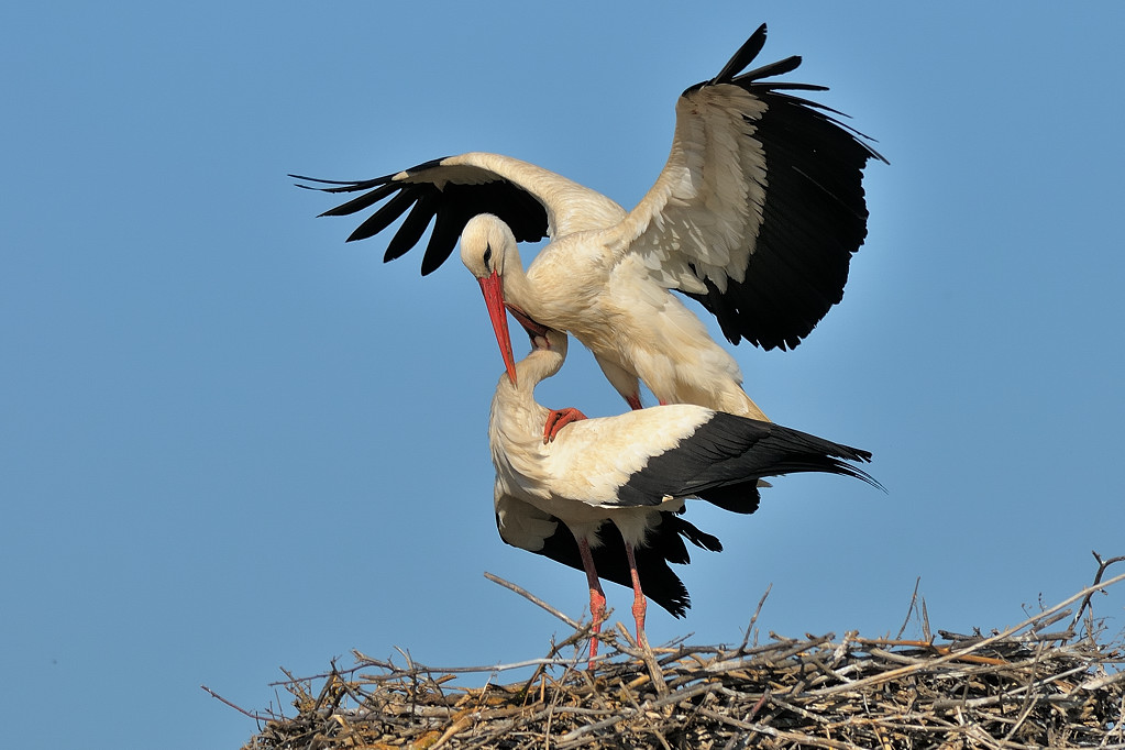 Storks in coupling