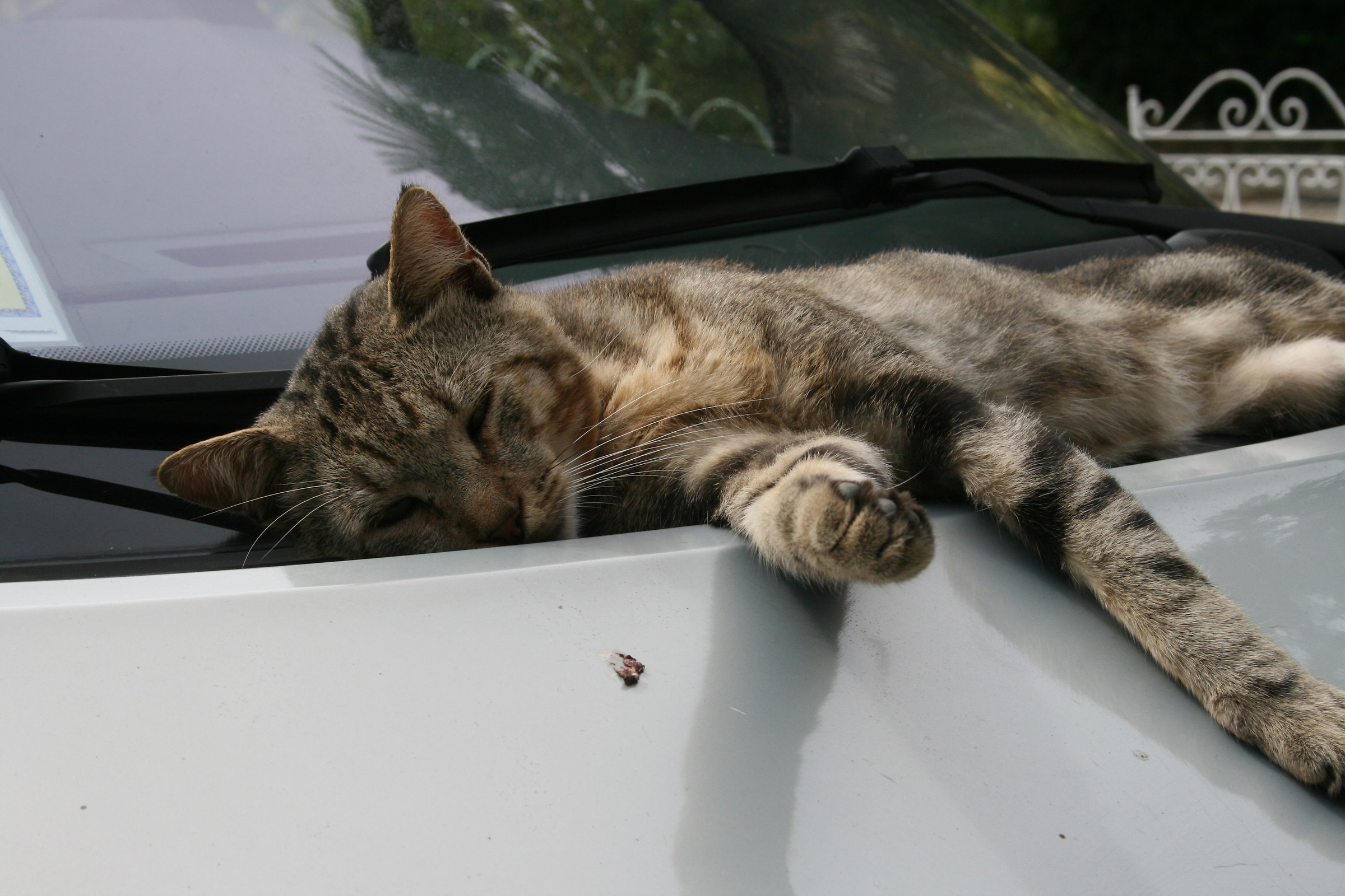 Billy Jordan Sand Martin