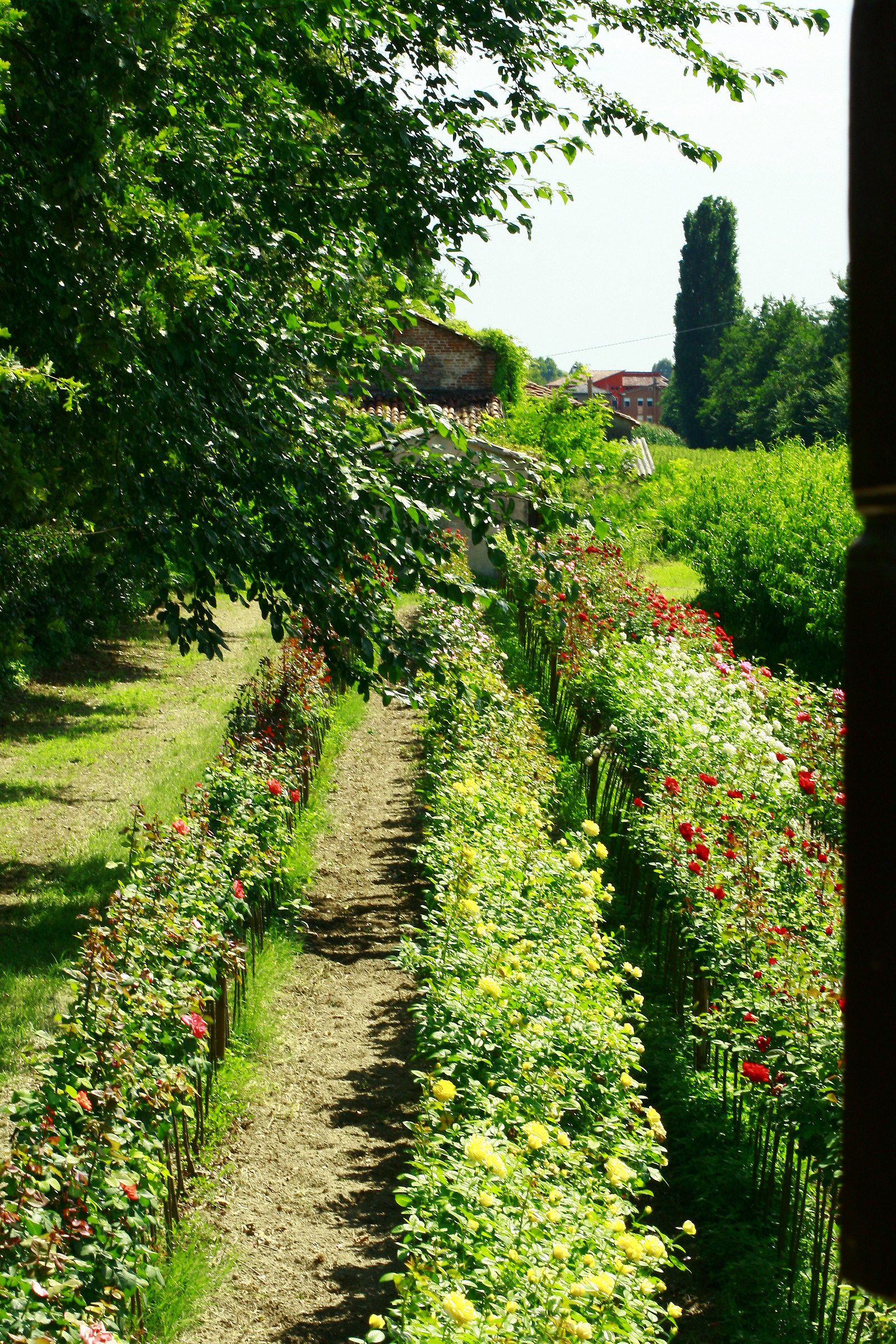 The grandfather Gino roses