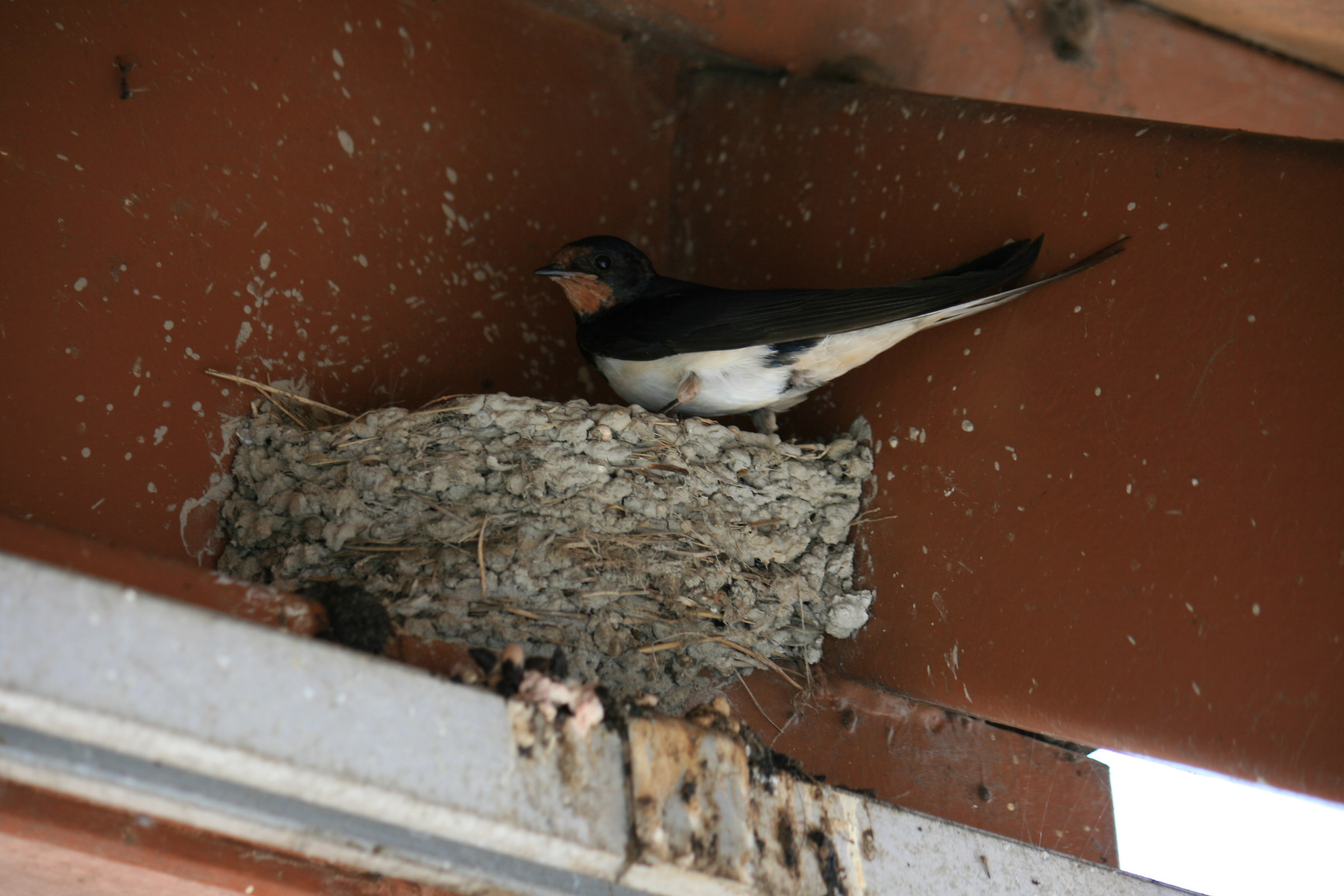 the swallow, Jetty Torcello