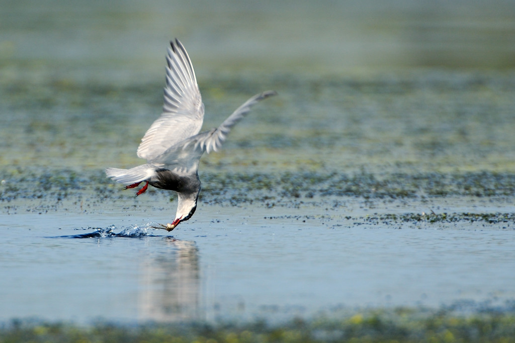 The black tern and the frog