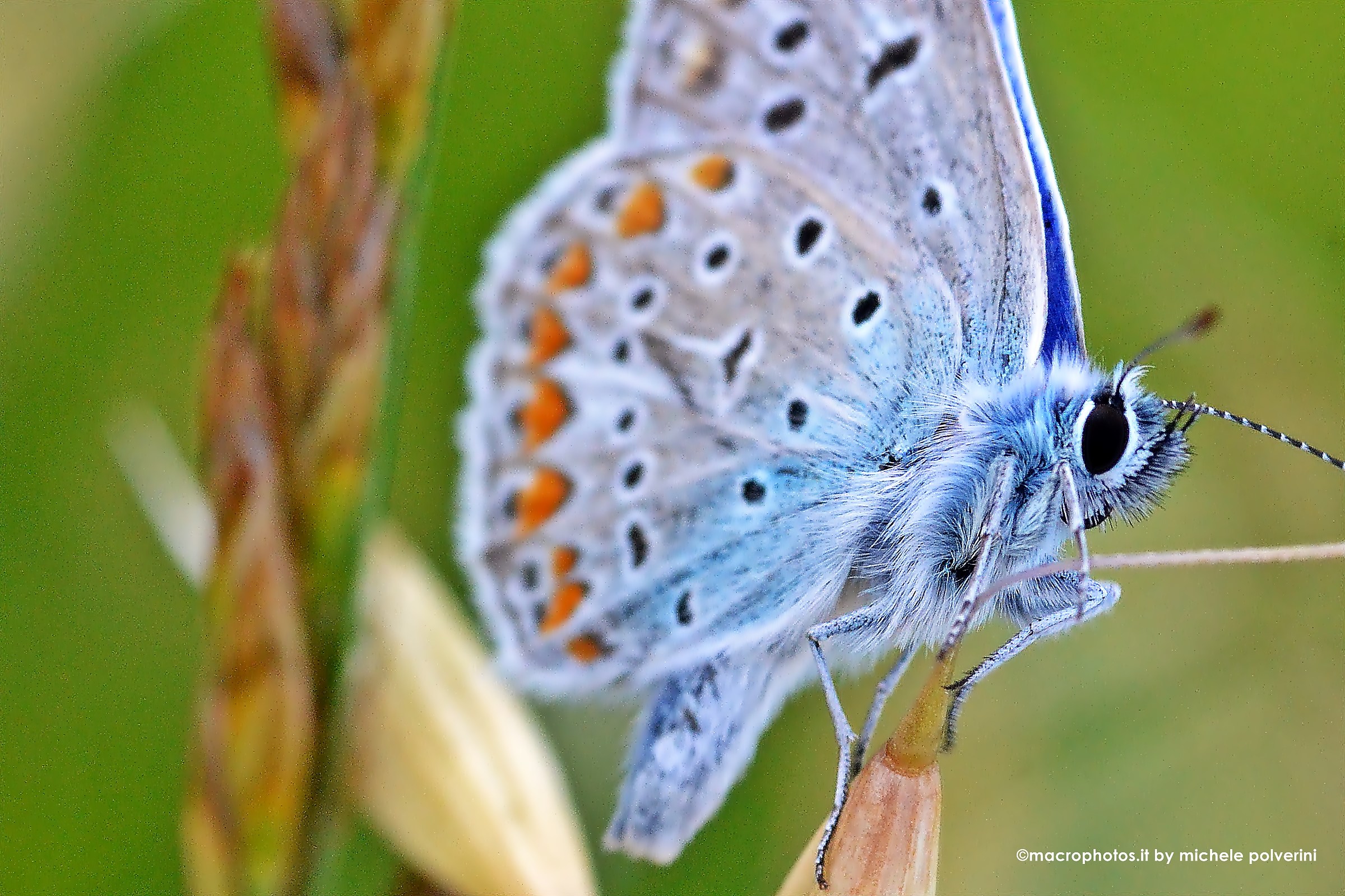 Blue butterfly in the foreground