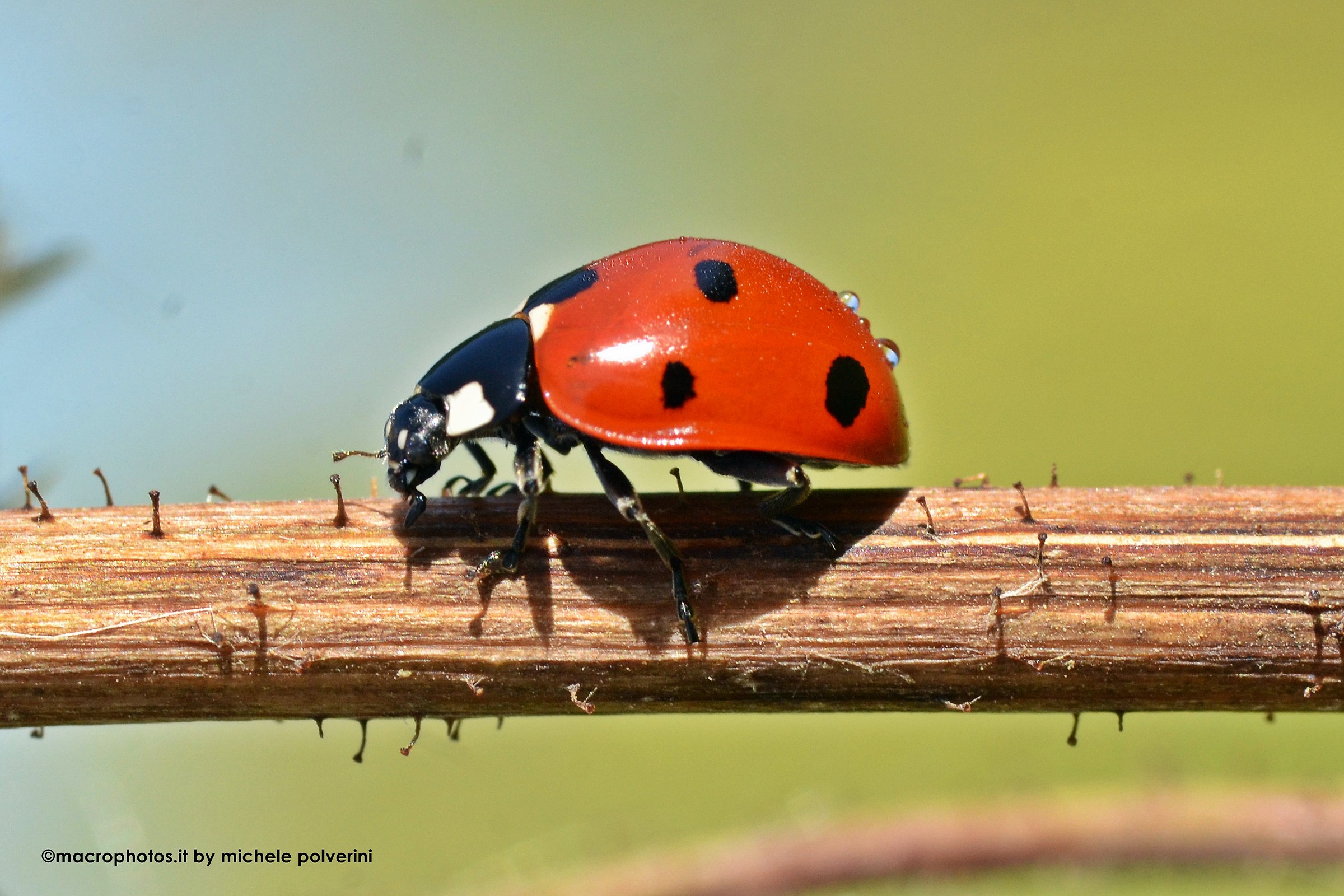 Ladybug