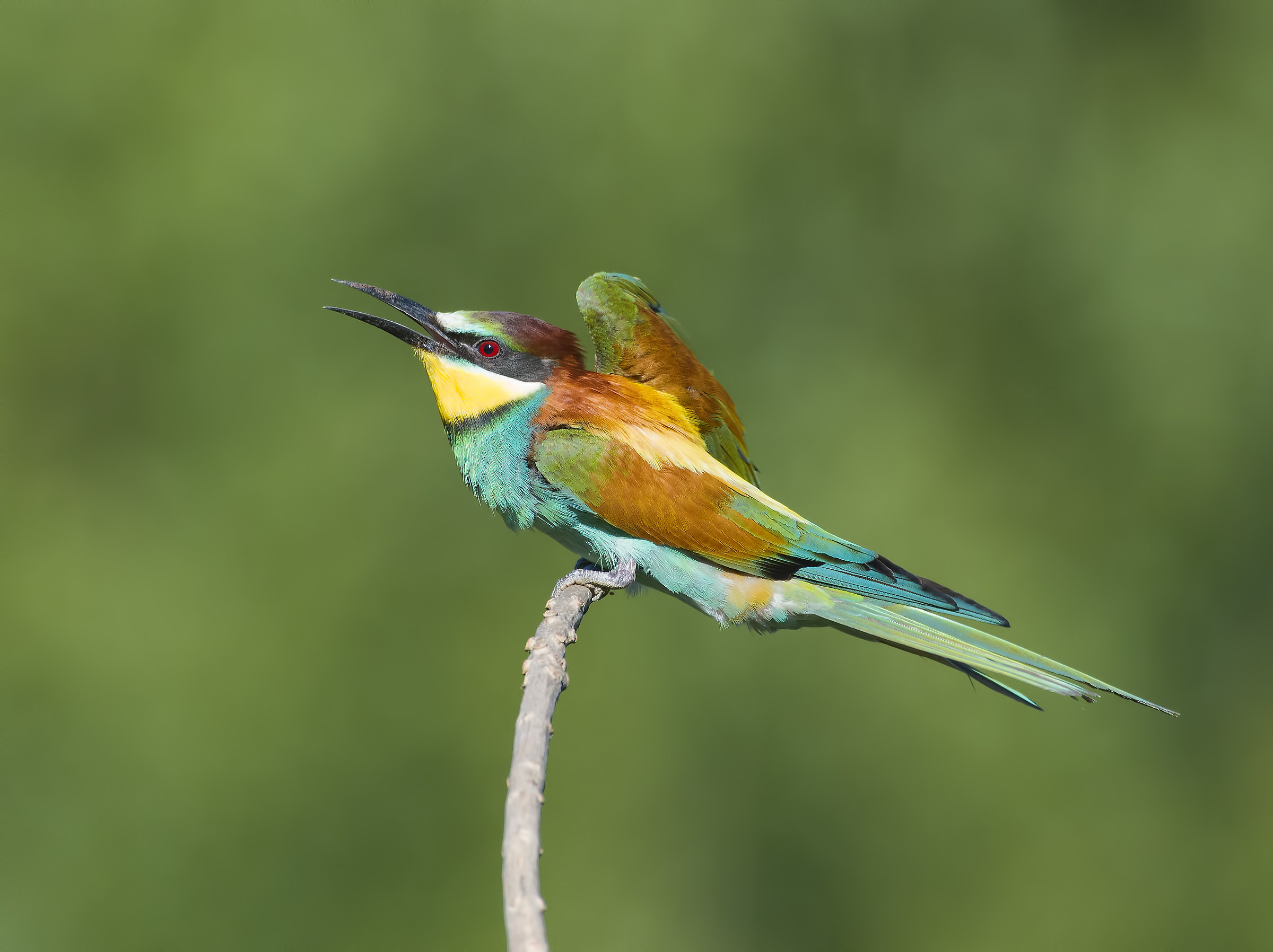 Bee-eater!