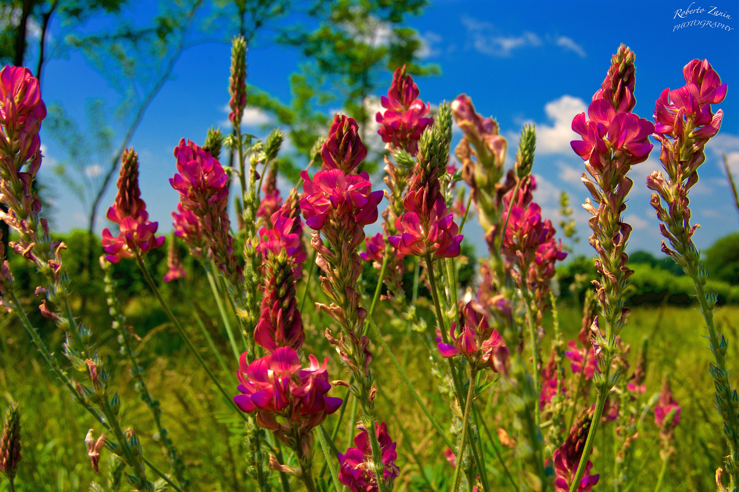 At the edges of cultivated fields