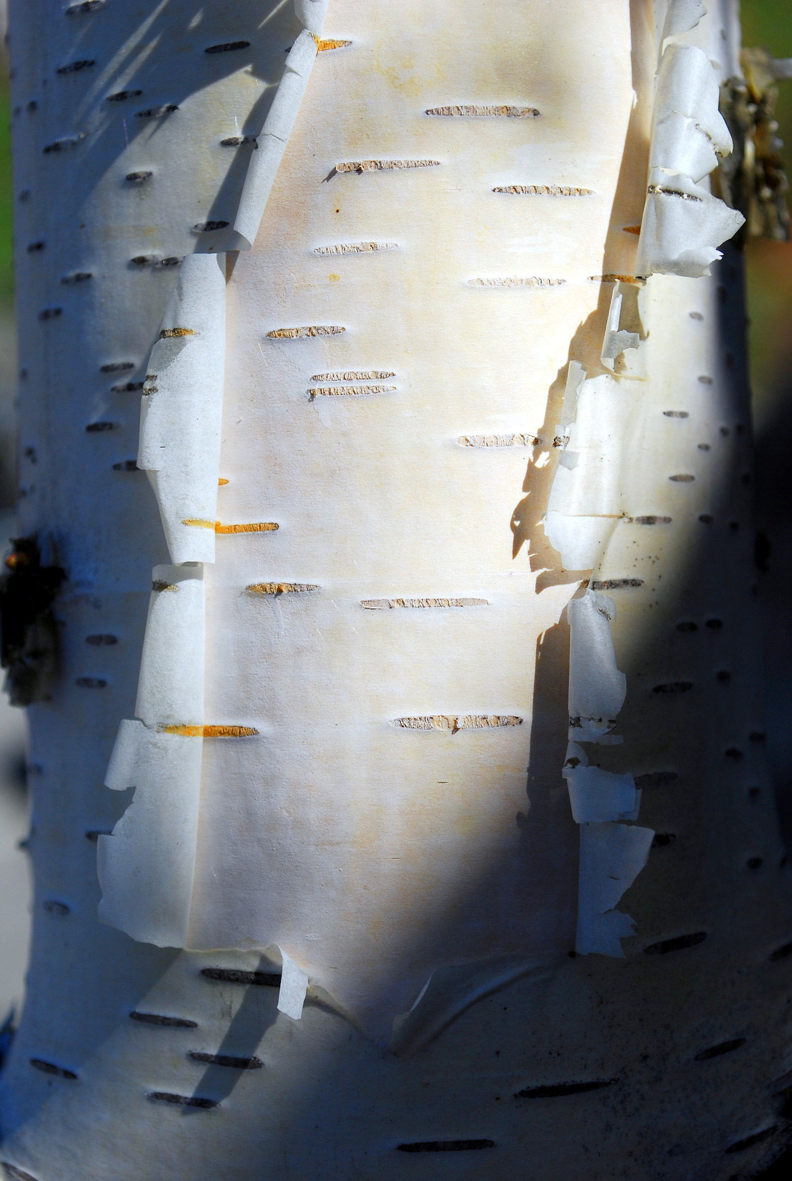 Birch