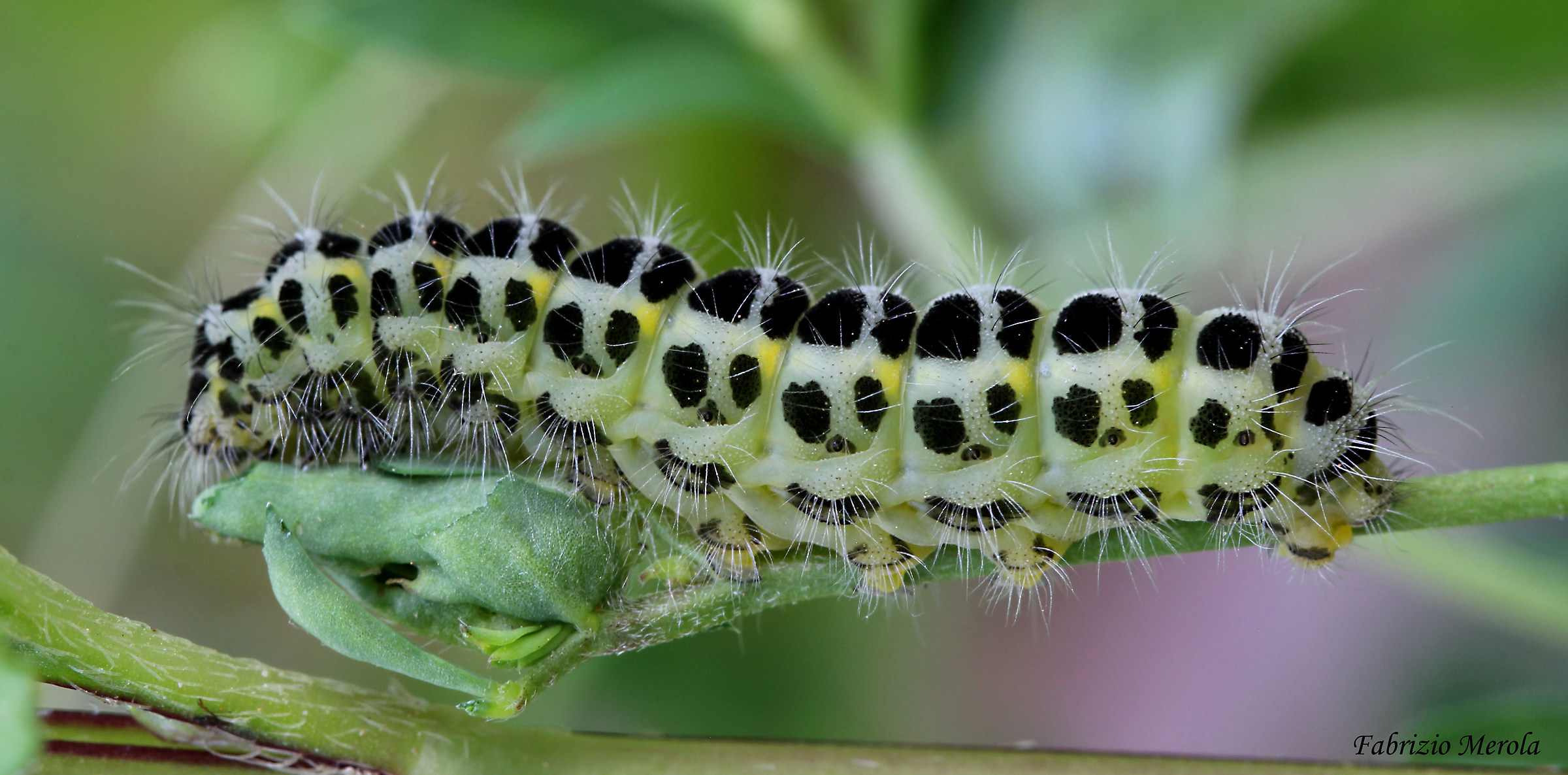 Zygaena filipendulae