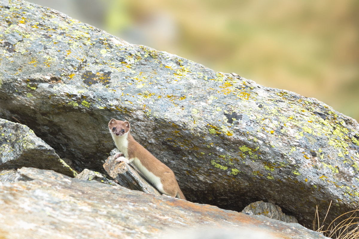 The ermine in summer dress