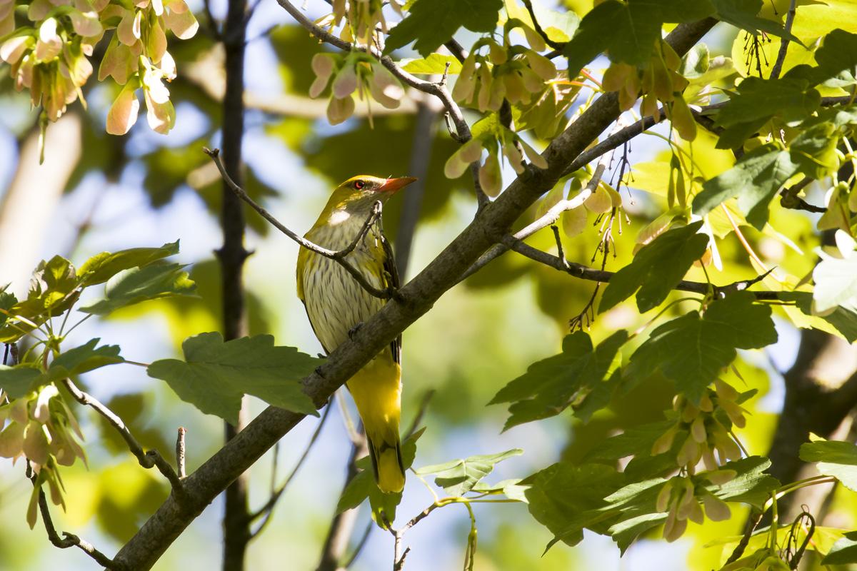 Female oriole