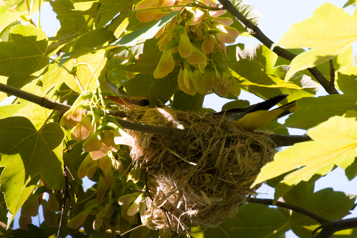 Mamma Rigogolo al lavoro