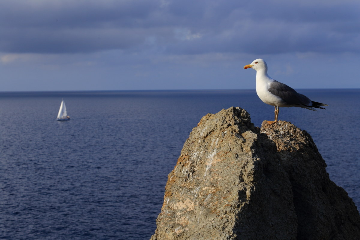 the gull and sailing