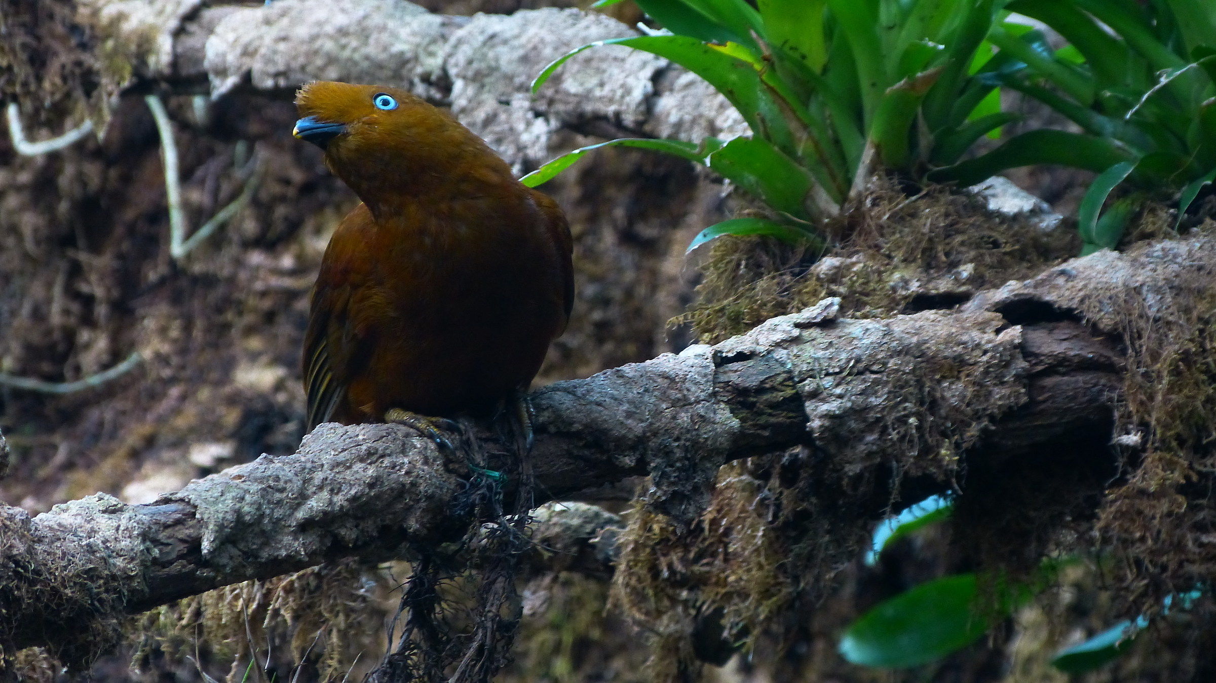 Galletto delle rocce femmina