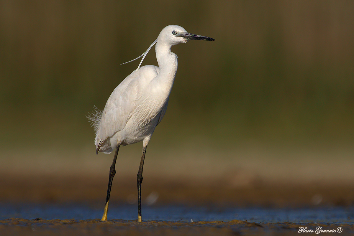 egret