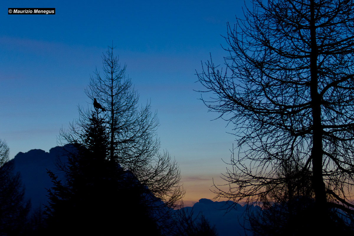 L'alba del gallo forcello