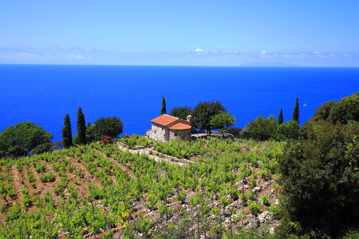 Field the phenomenon