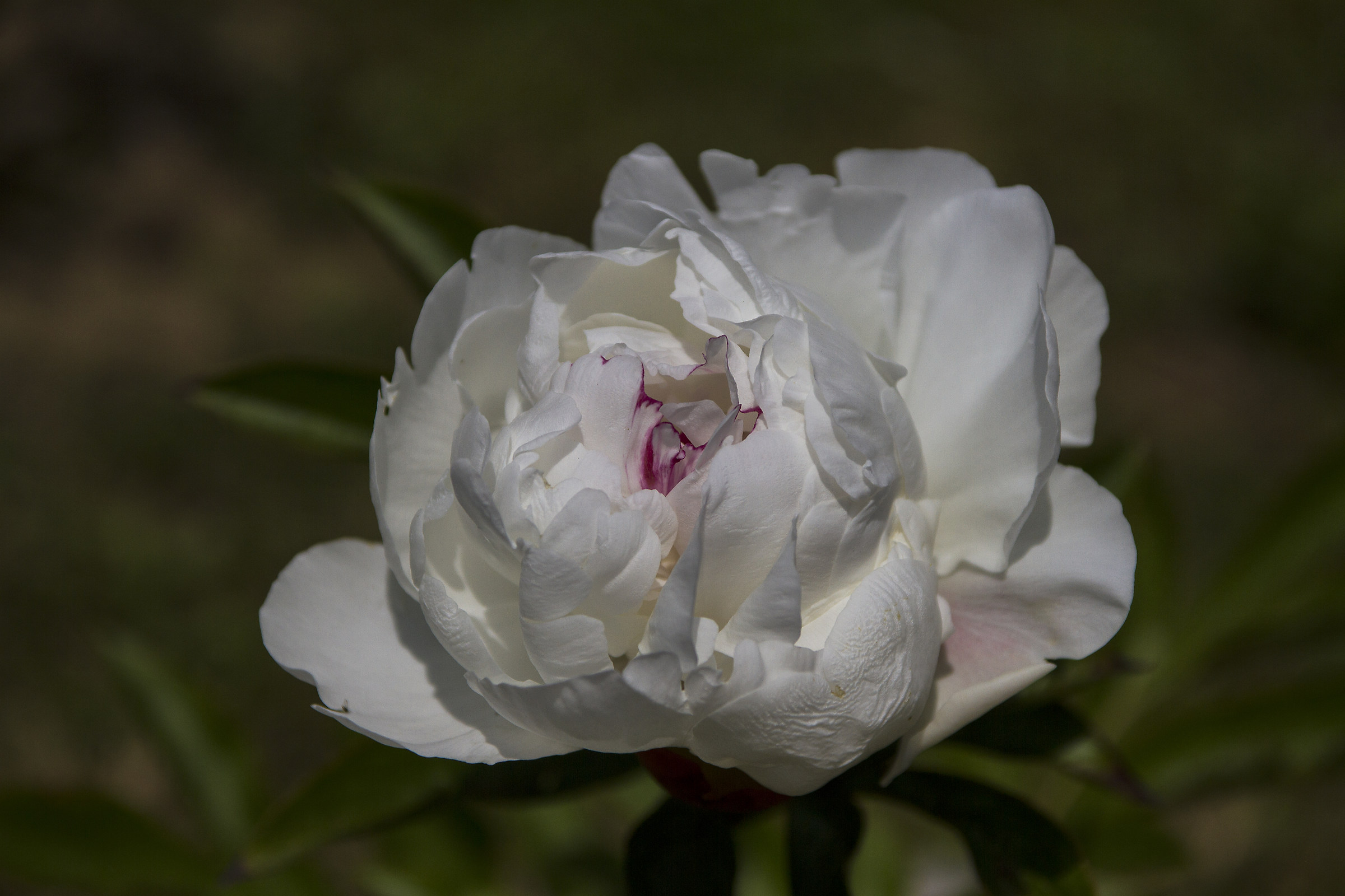 Peony festive maxima