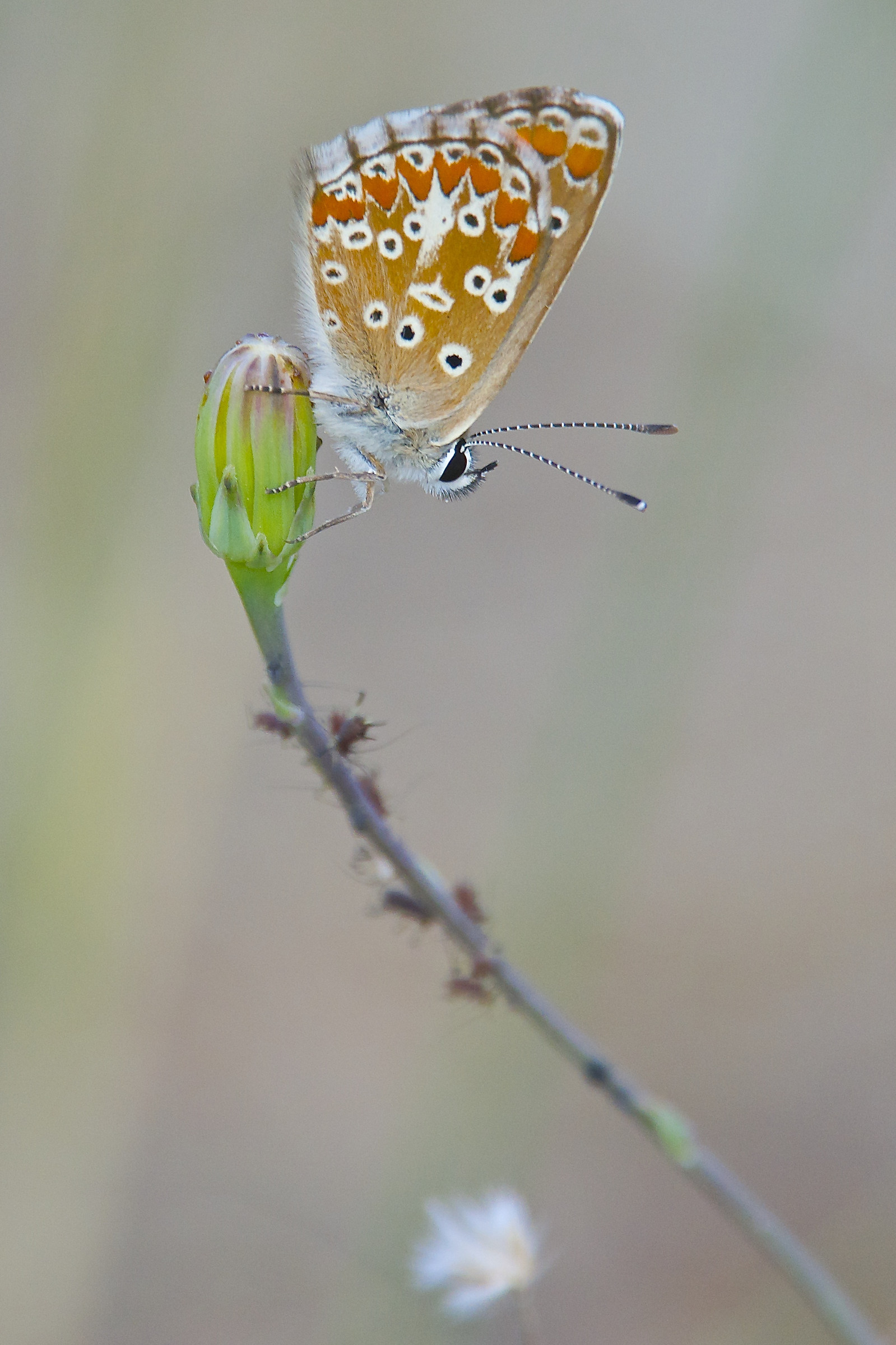 Aricia agestis