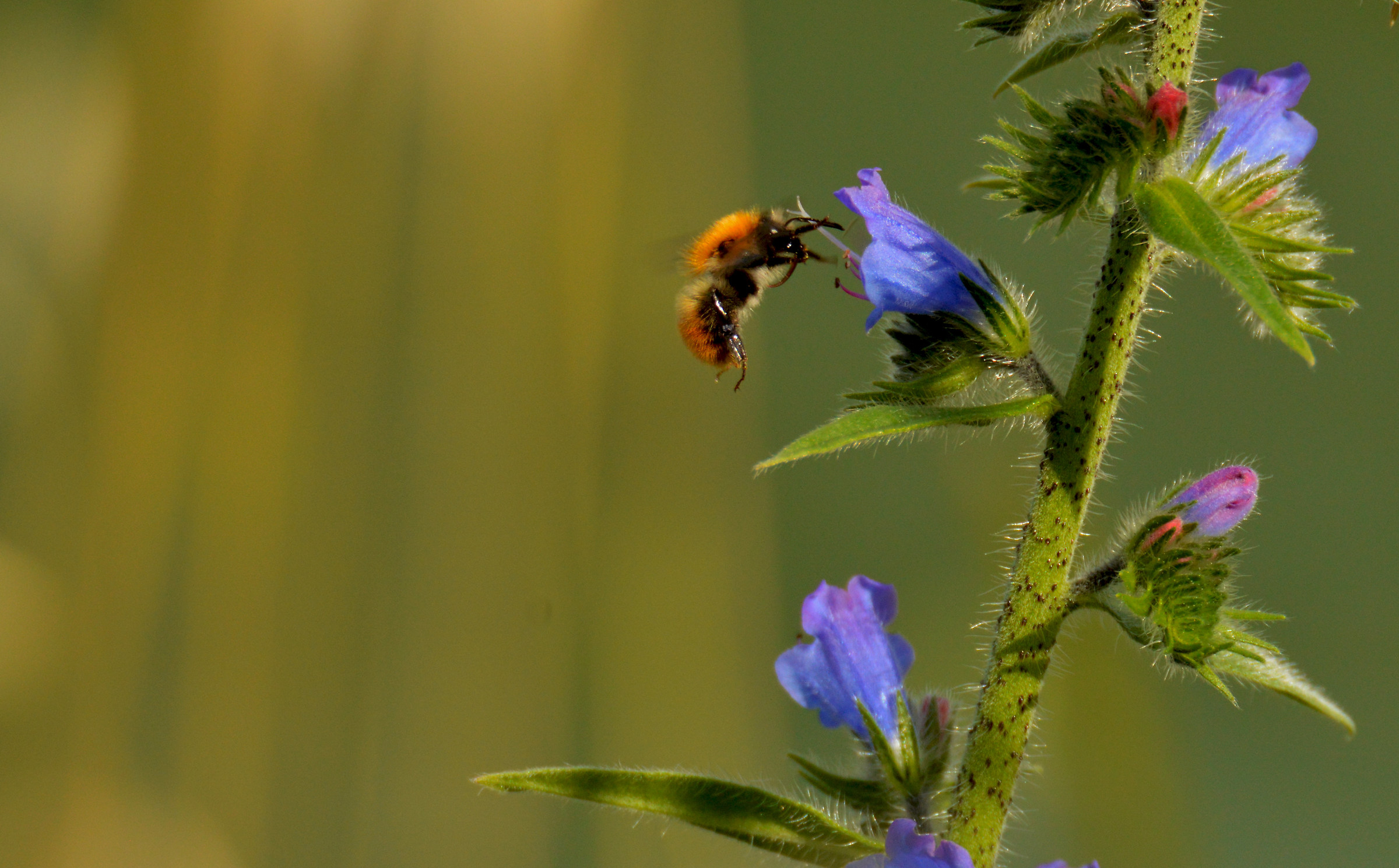 Bzzzzzzzzzzz bzzzzzzzzzzz