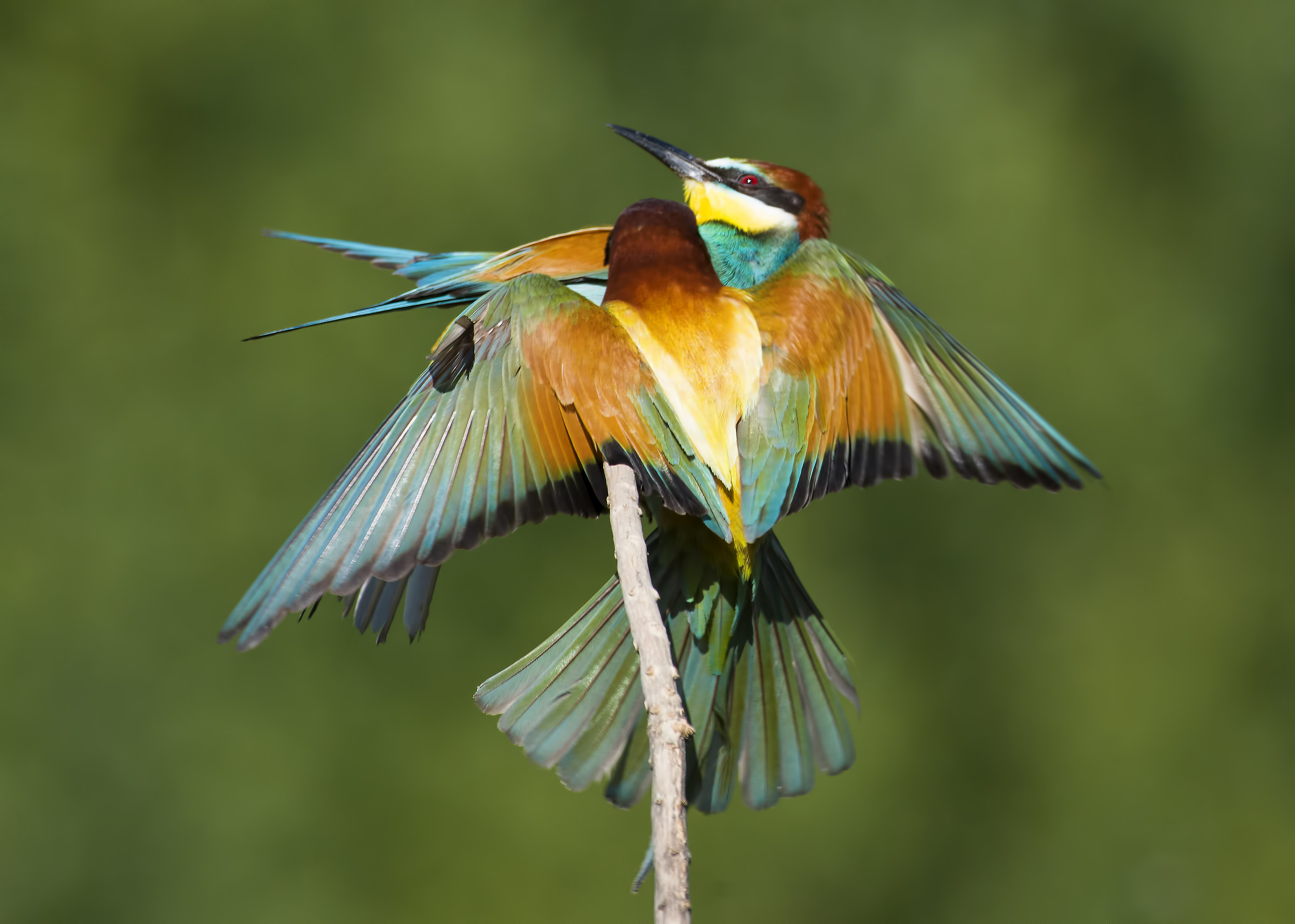 Bee-eaters!