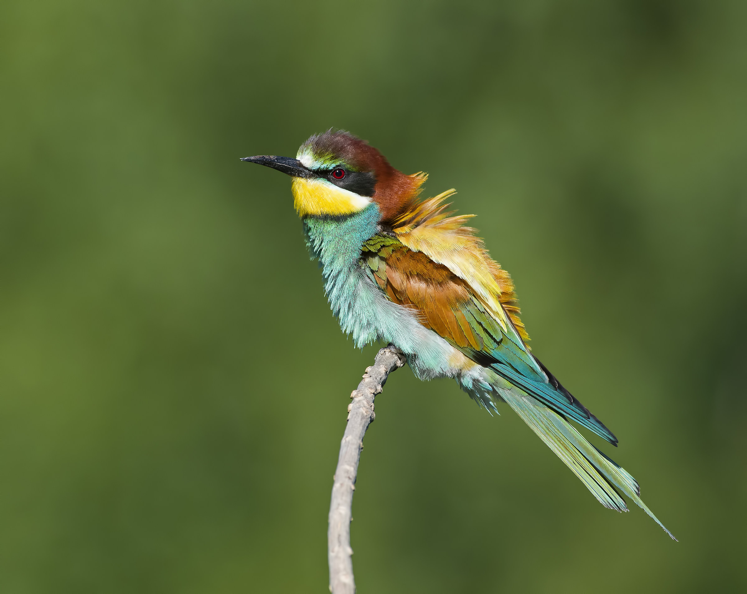 Bee-eater!