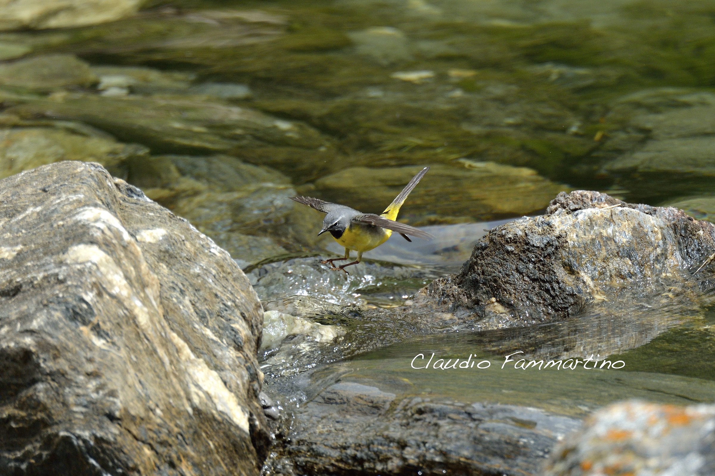 yellow wagtail