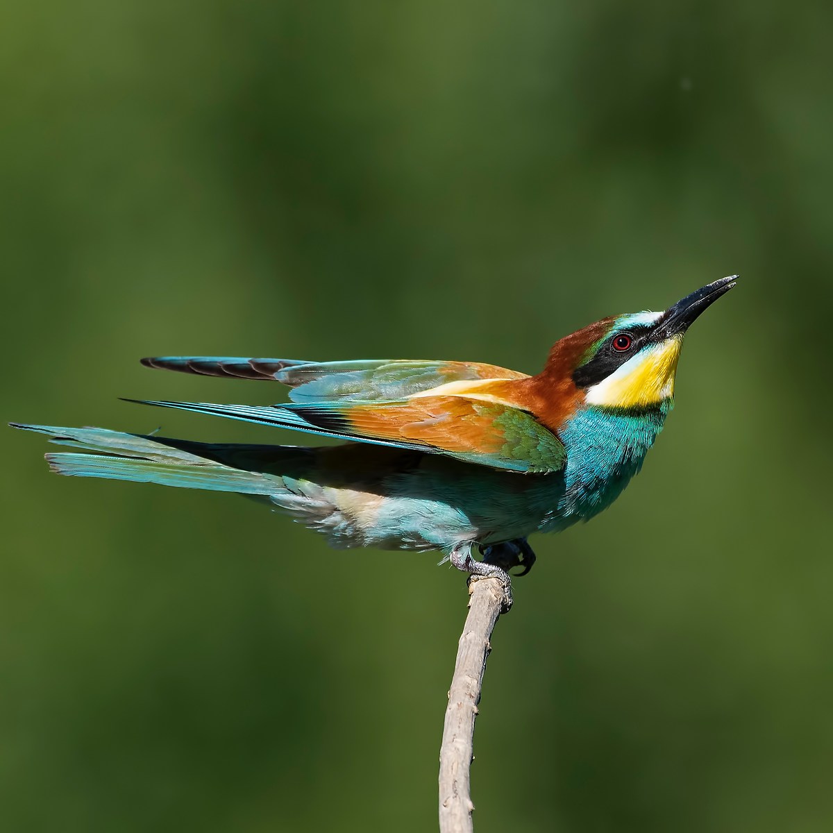 Bee-eater!