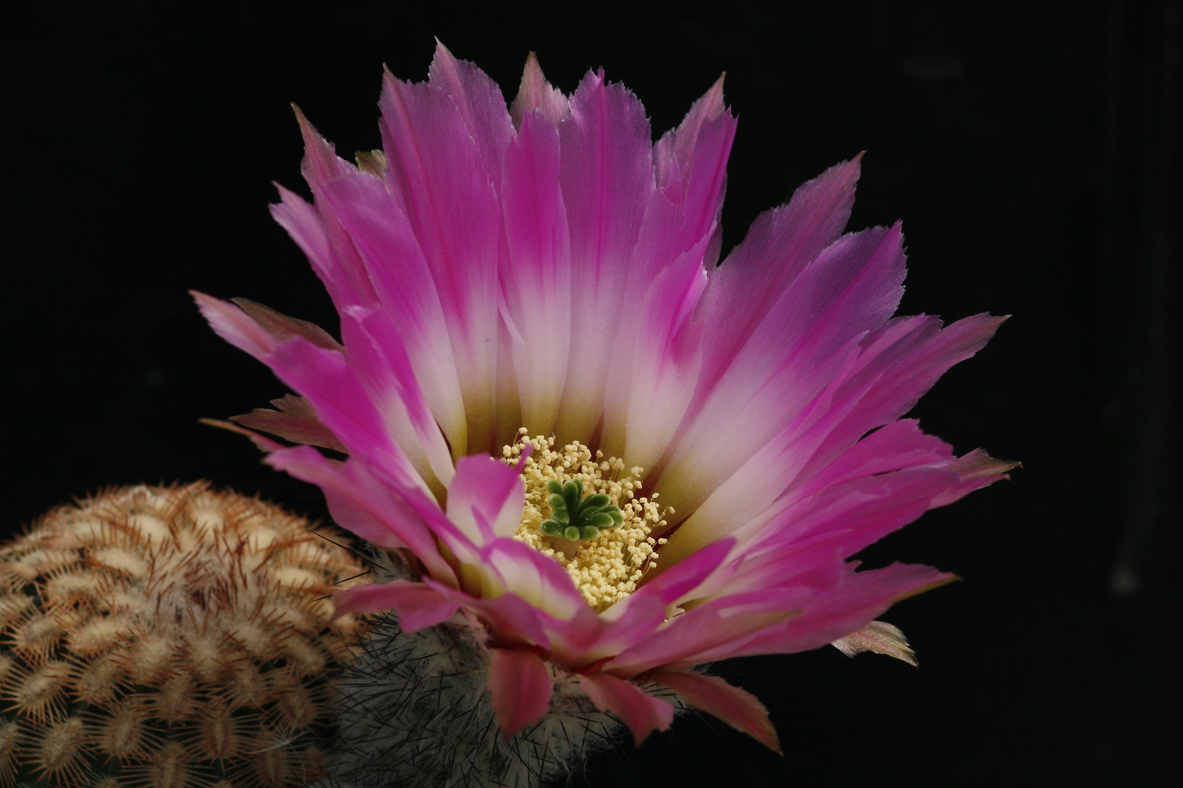 echinocereus