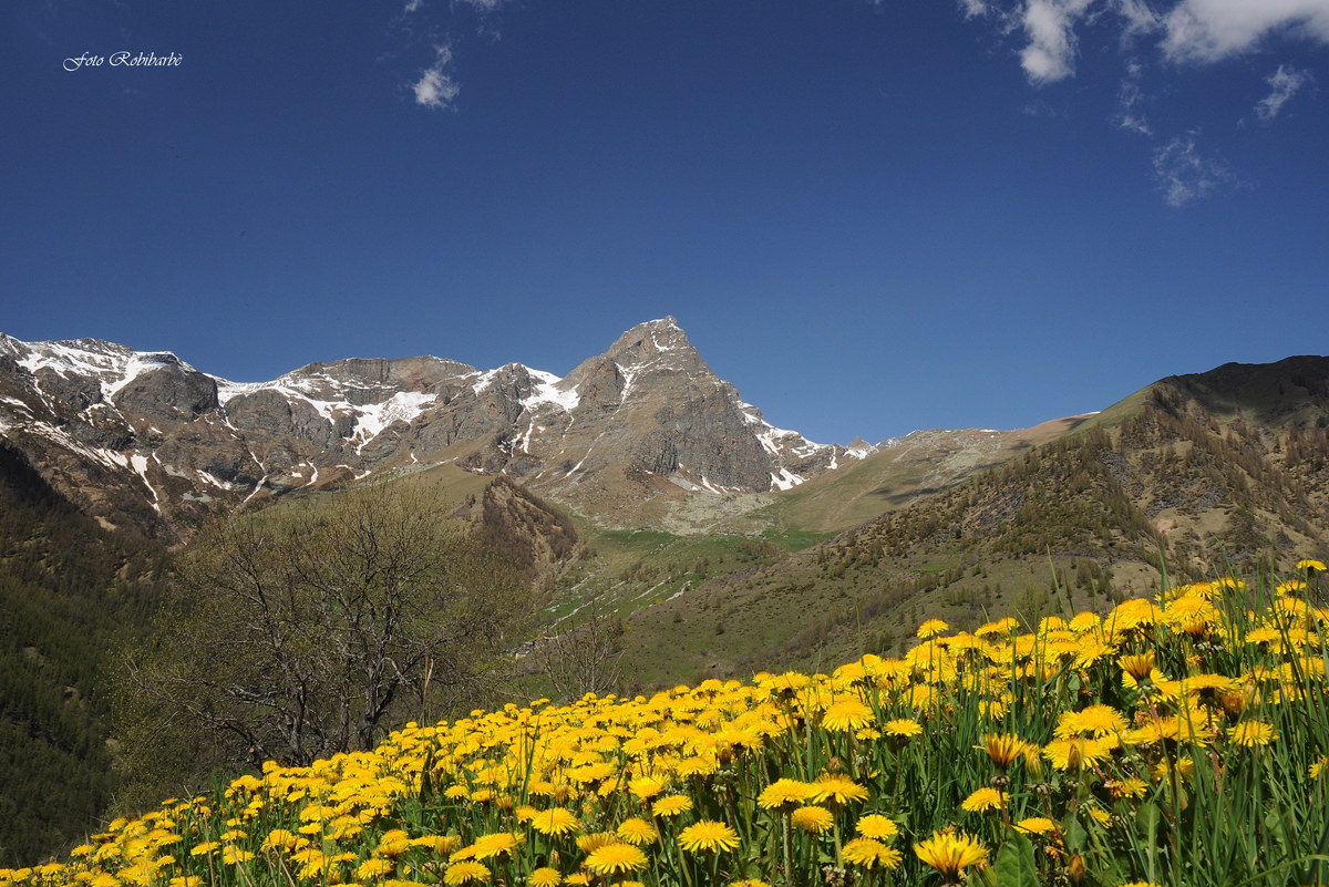 Primavera al Chersogno...
